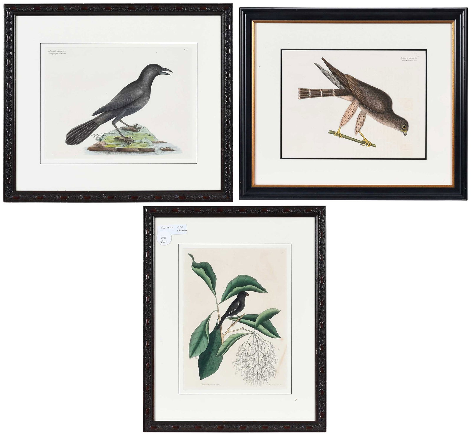 Three Mark Catesby Ornithological Engravings (1 of 13)