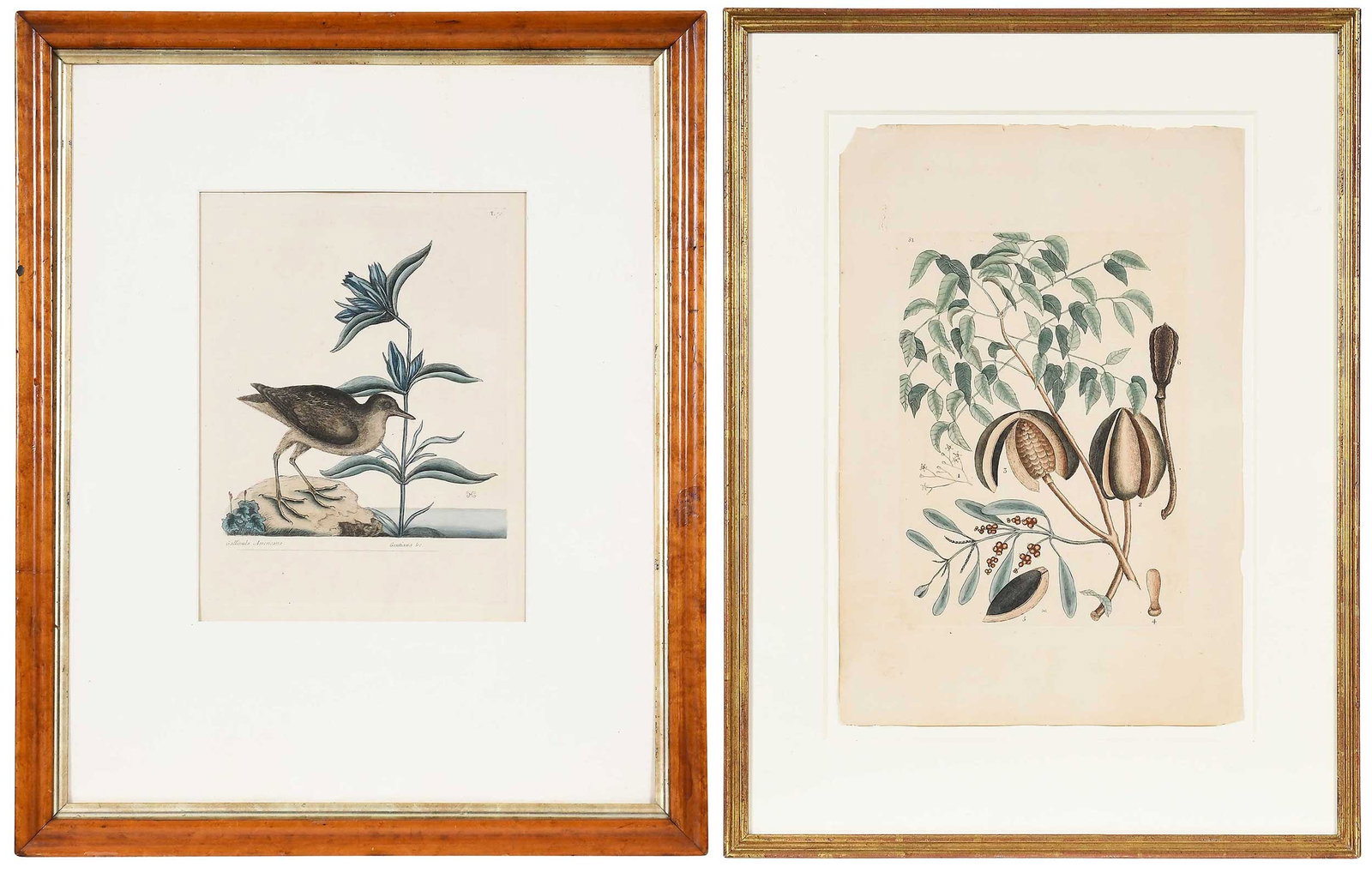 Mark Catesby, Soree, Mahogany Tree (1 of 12)