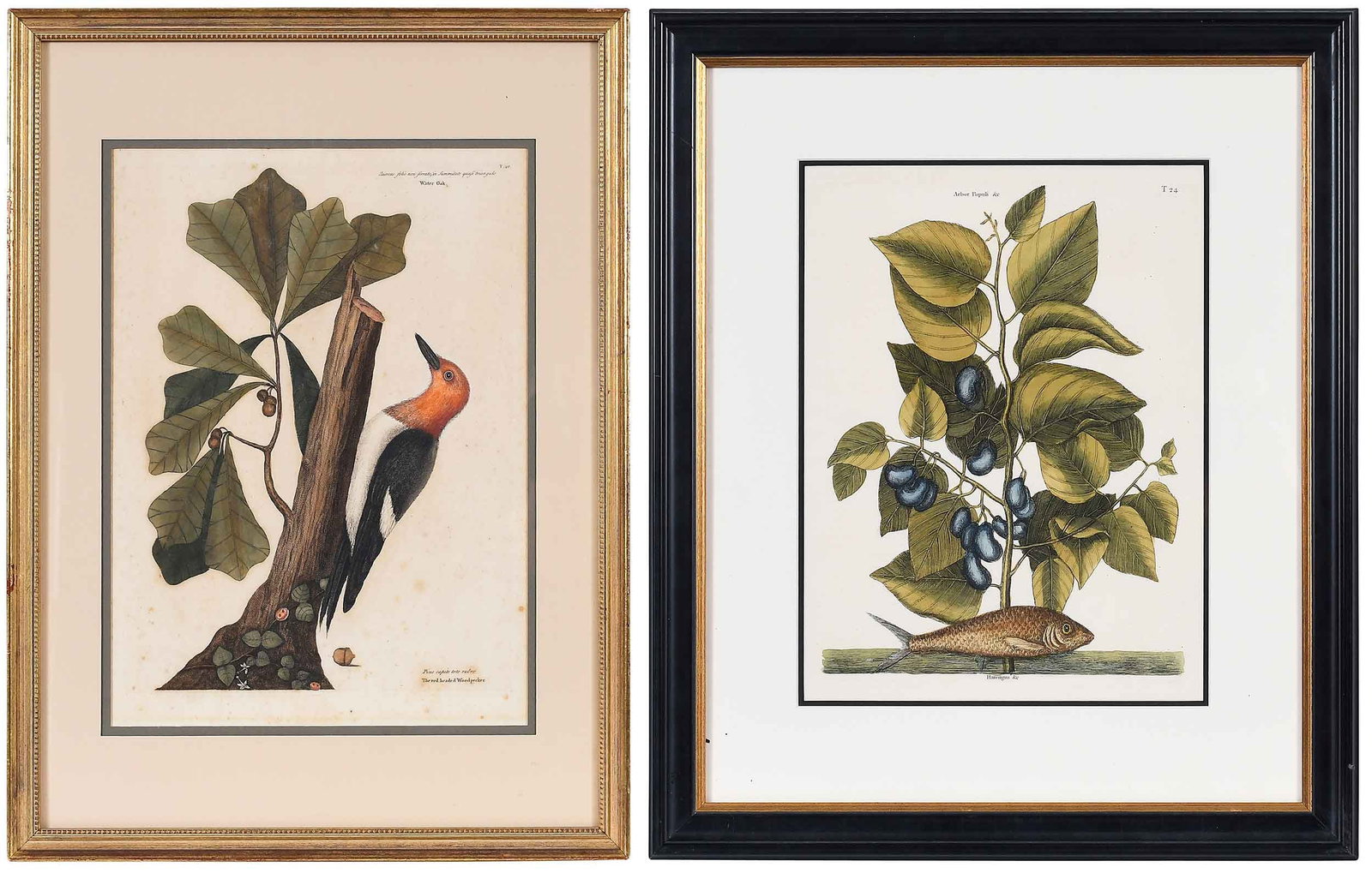 Mark Catesby, Red Headed Woodpecker, Pilchard: (British, 1679-1749) Two hand colored engravings from The Natural History of Carolina, Florida and The Bahama Islands: 1731-1743; T. 20 The Red Headed Woodpecker, on laid paper with "IV" watermark,