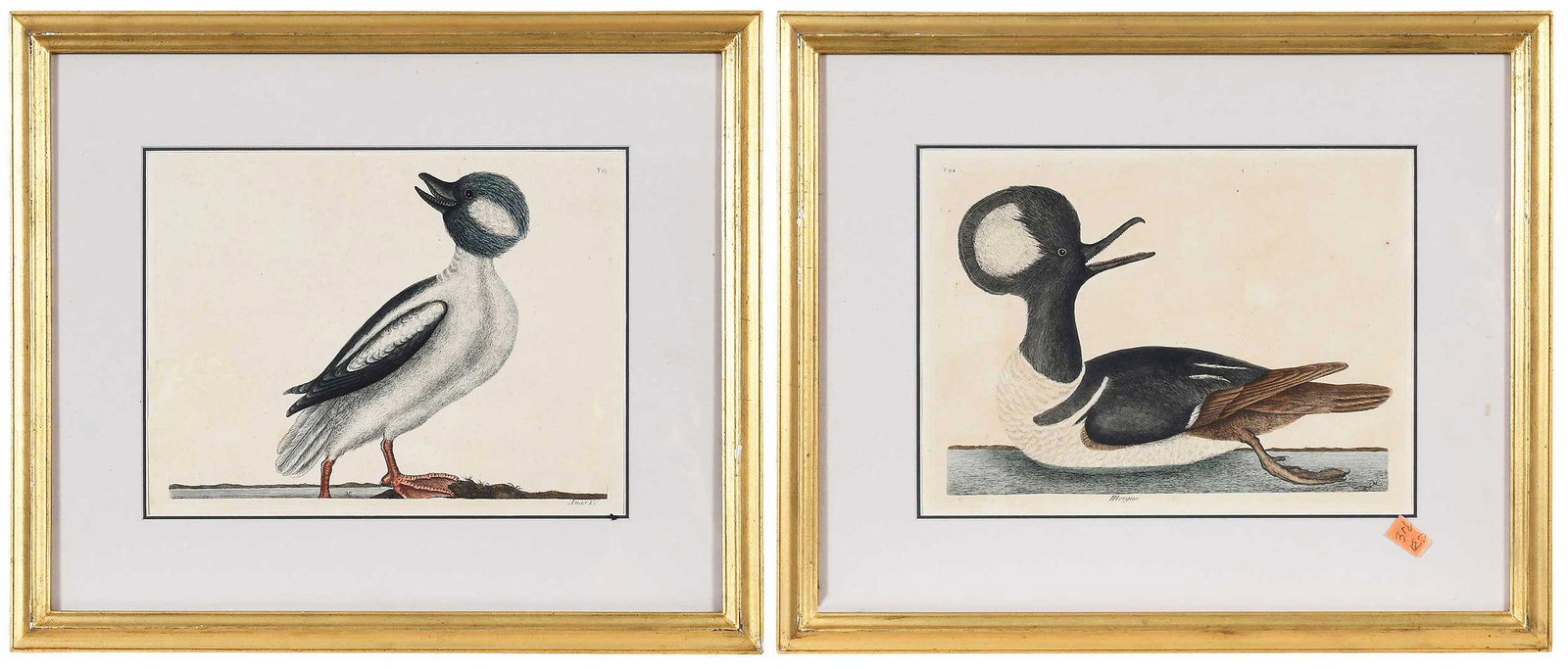 Two Mark Catesby Duck Prints: (British, 1679-1749) From The Natural History of Carolina, Florida and The Bahama Islands, third edition, both signed in plate with monogram; T. 95 The Buffel's Head Duck, pencil inscriptions verso,