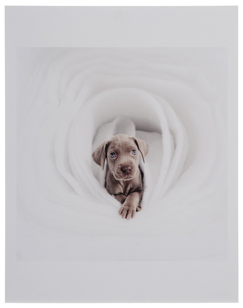 William Wegman: (New York/Massachusetts, born 1943) "New", 2001, edition 23/150, signed verso "Wegman 2001", chromogenic print, 10 x 10 in.; wood frame, good condition Provenance: Private Collection