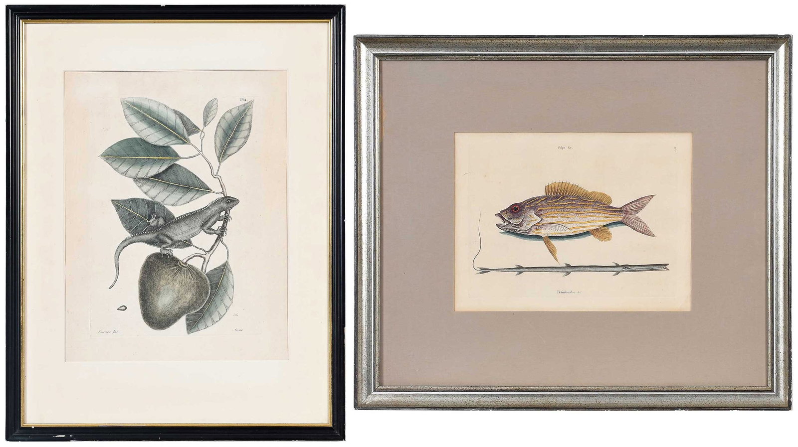 Two Mark Catesby Prints (1 of 9)
