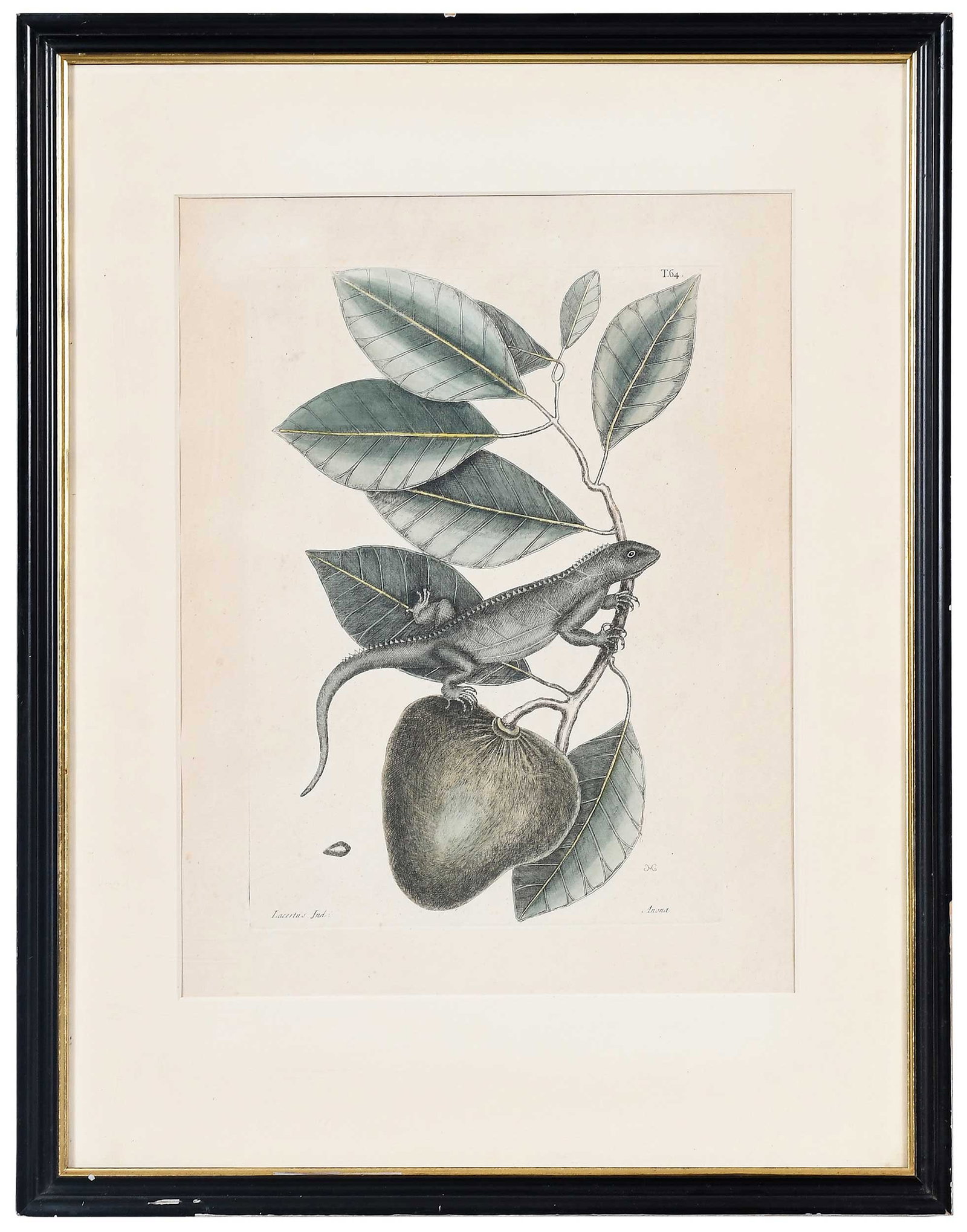 Two Mark Catesby Prints - 2