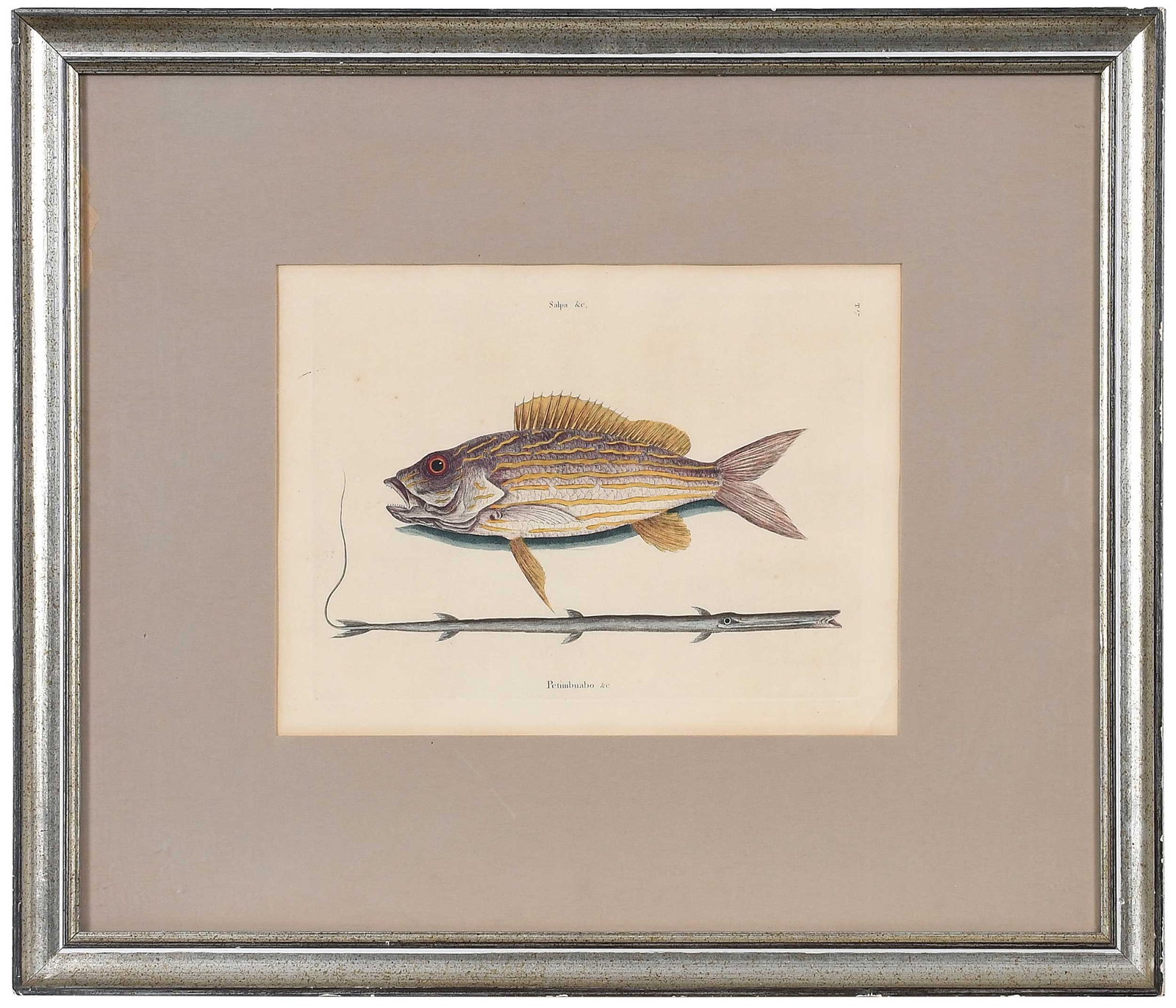 Two Mark Catesby Prints - 3