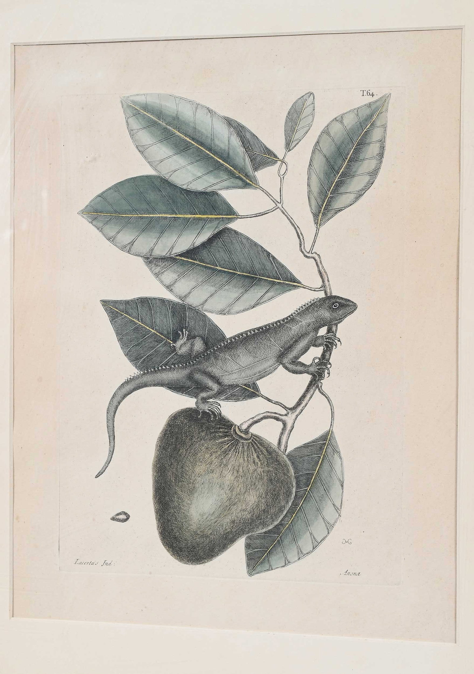 Two Mark Catesby Prints - 4