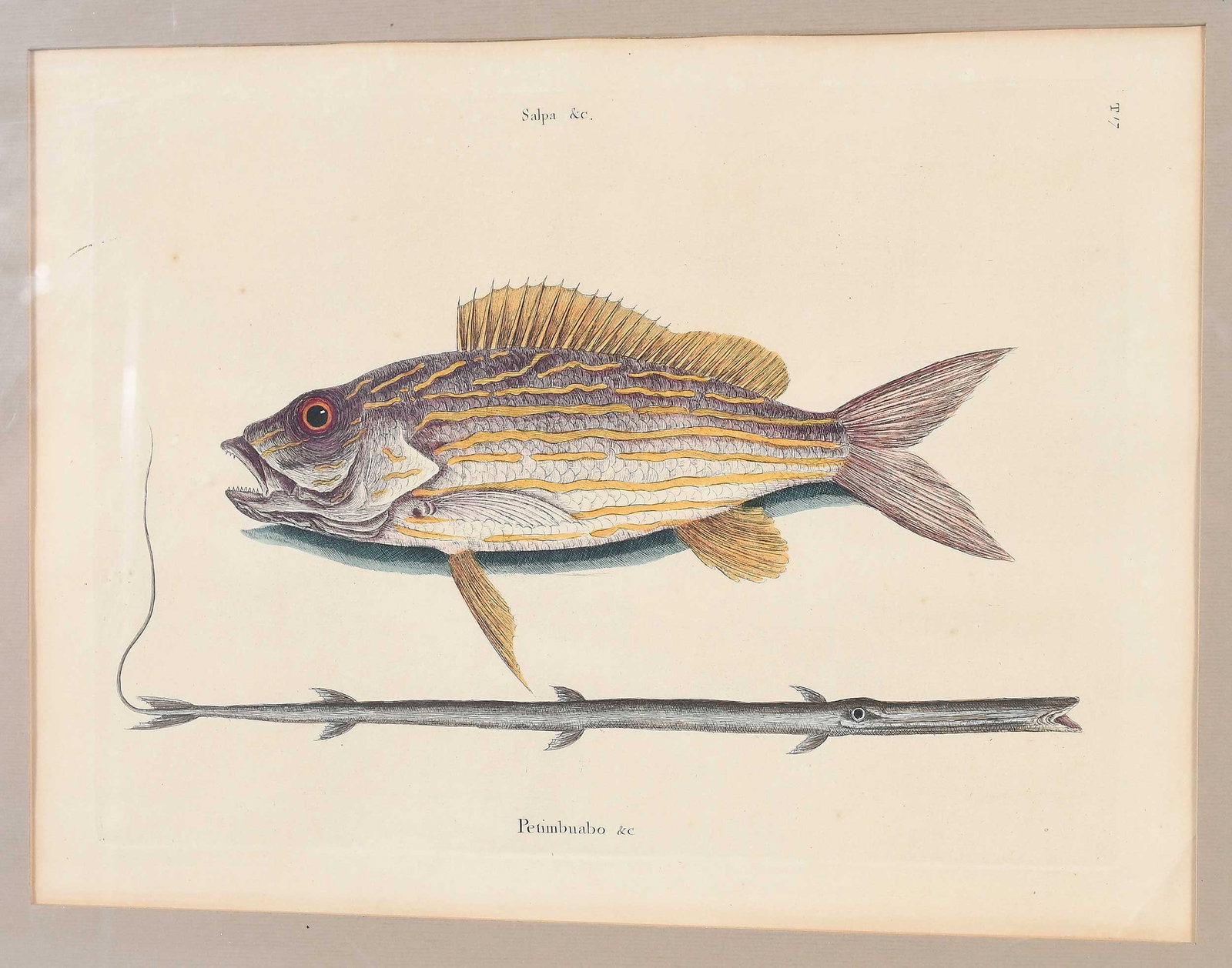 Two Mark Catesby Prints - 7