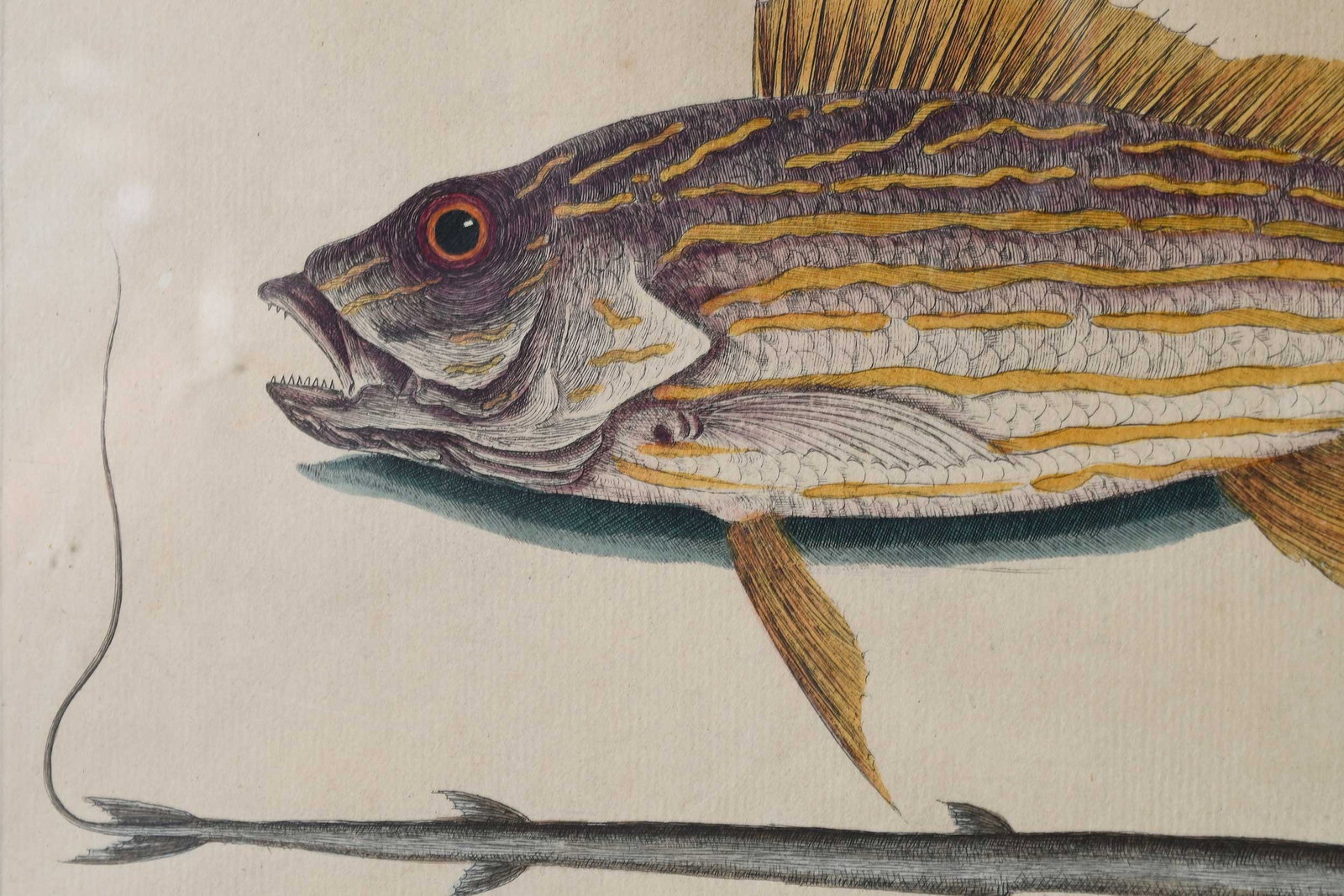 Two Mark Catesby Prints - 8