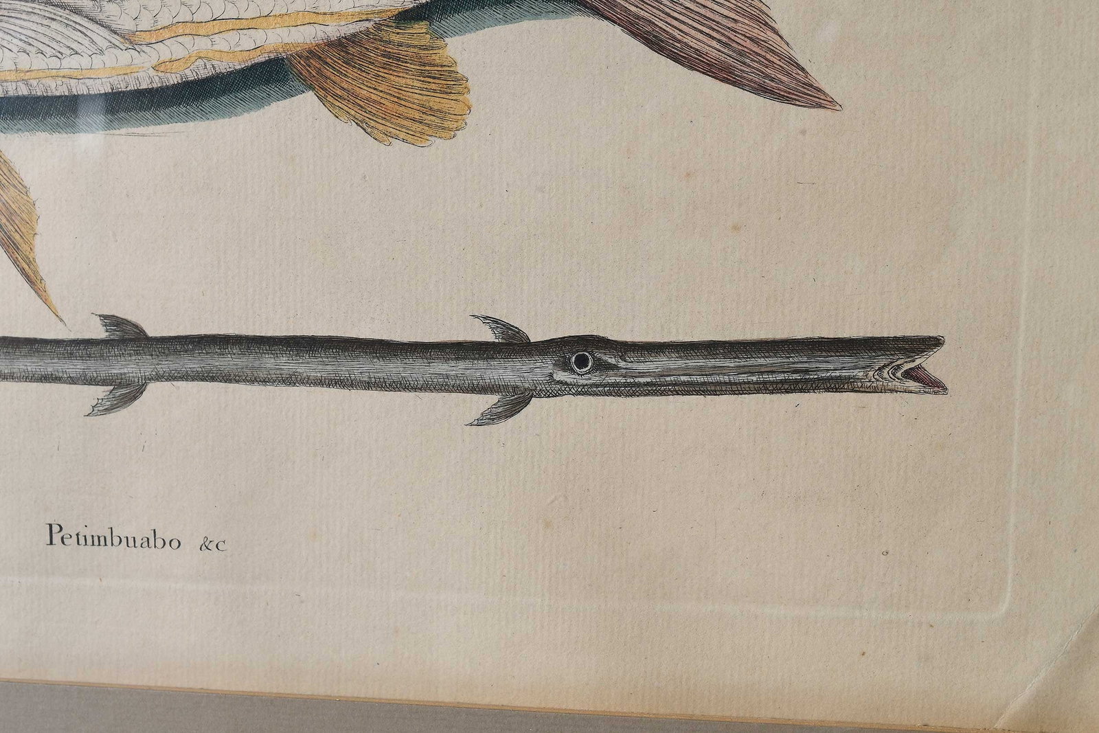 Two Mark Catesby Prints - 9