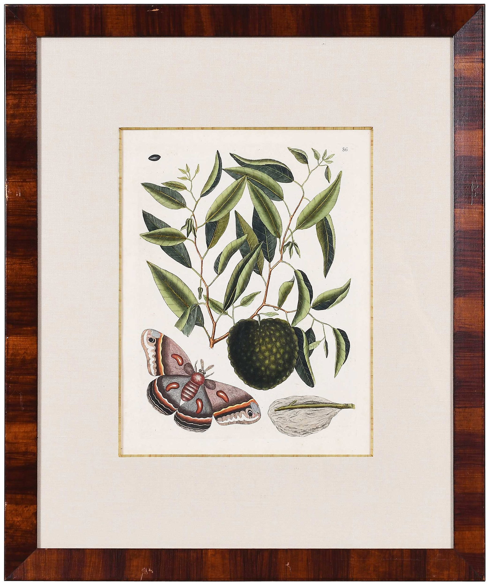 Mark Catesby, Cecropia Moth: (British, 1679-1749) T. 86, from The Natural History of Carolina, Florida and The Bahama Islands, Vol. 2, London, 1754, hand colored etching on laid paper with "IHS Ivilledary" watermark, plate