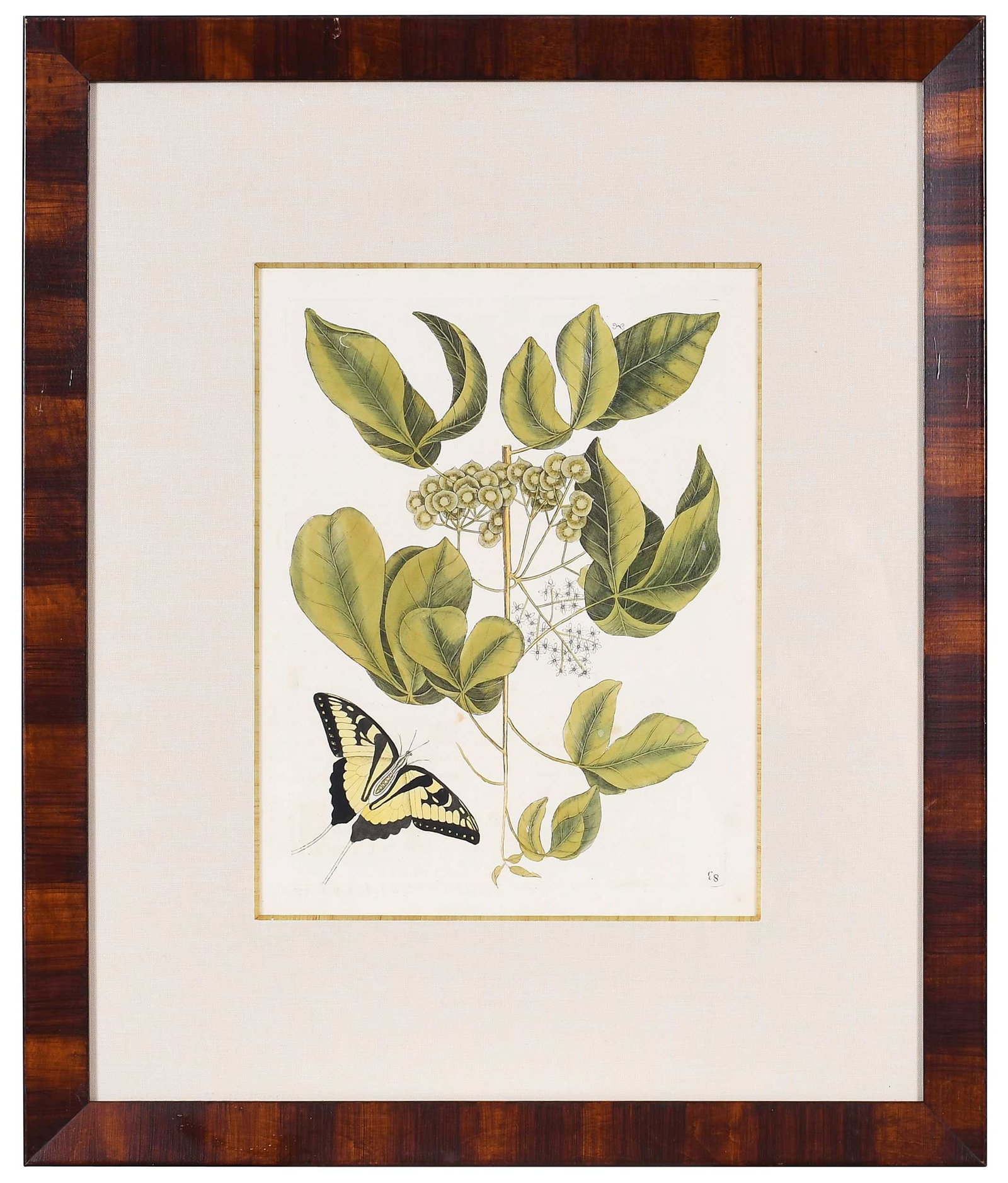 Mark Catesby, The Tiger Swallowtail (1 of 10)