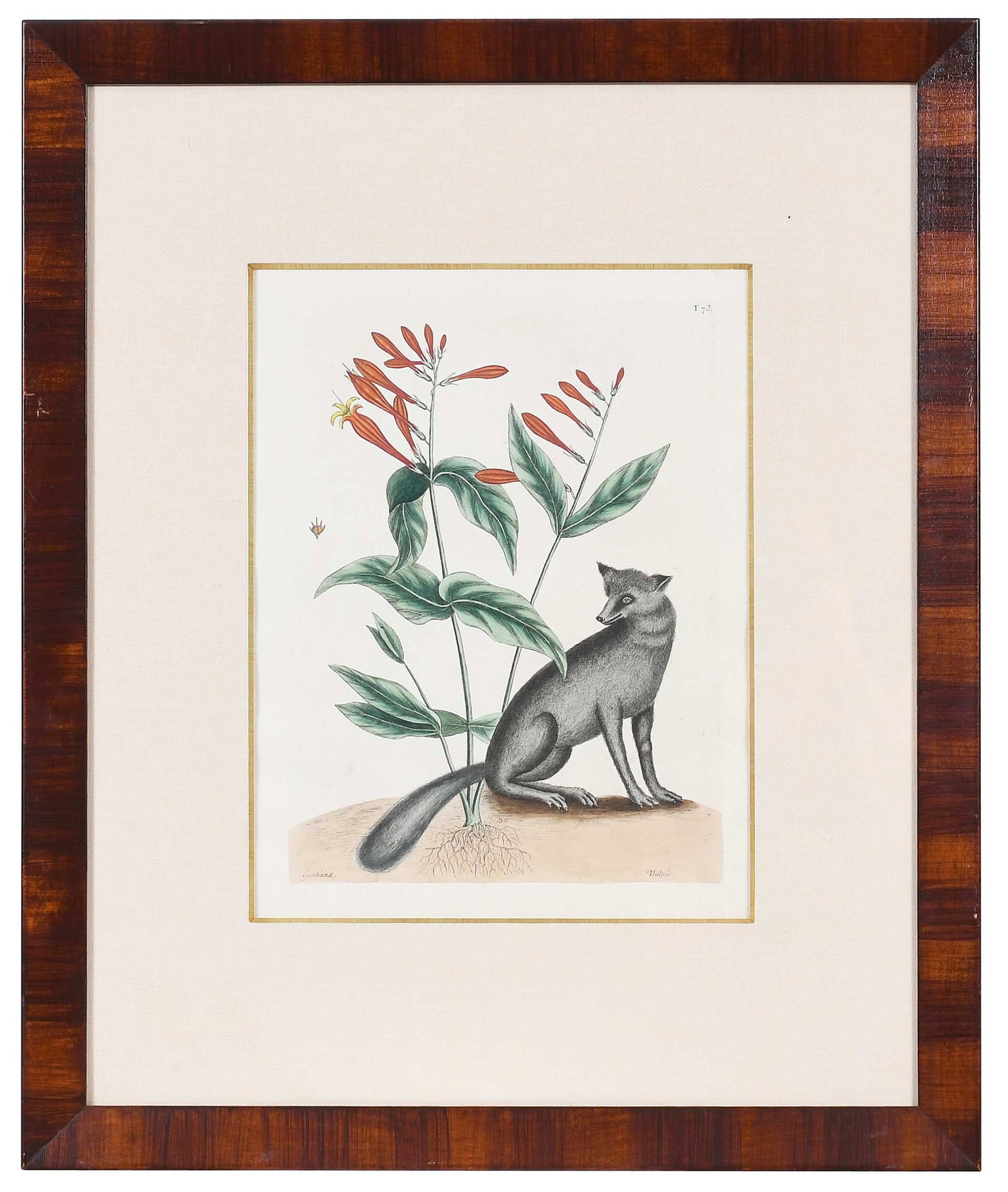 Mark Catesby, The Gray Fox: (British, 1679-1749) T. 78, with the Indian Pink, from The National History of Carolina, Florida, and the Bahama Islands, London, 1754, monogrammed in plate bottom center, hand colored etching on
