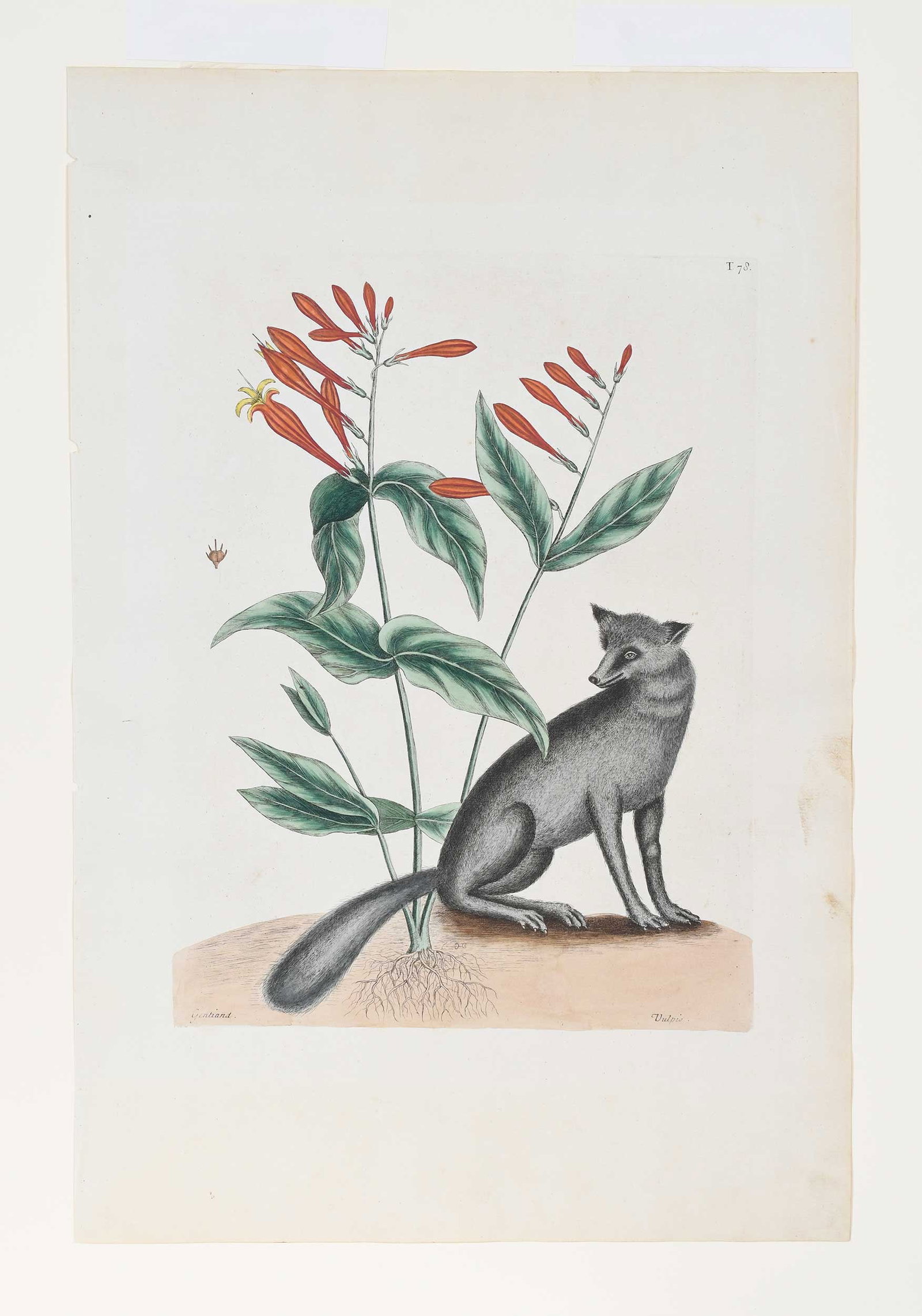 Mark Catesby, The Gray Fox - 2