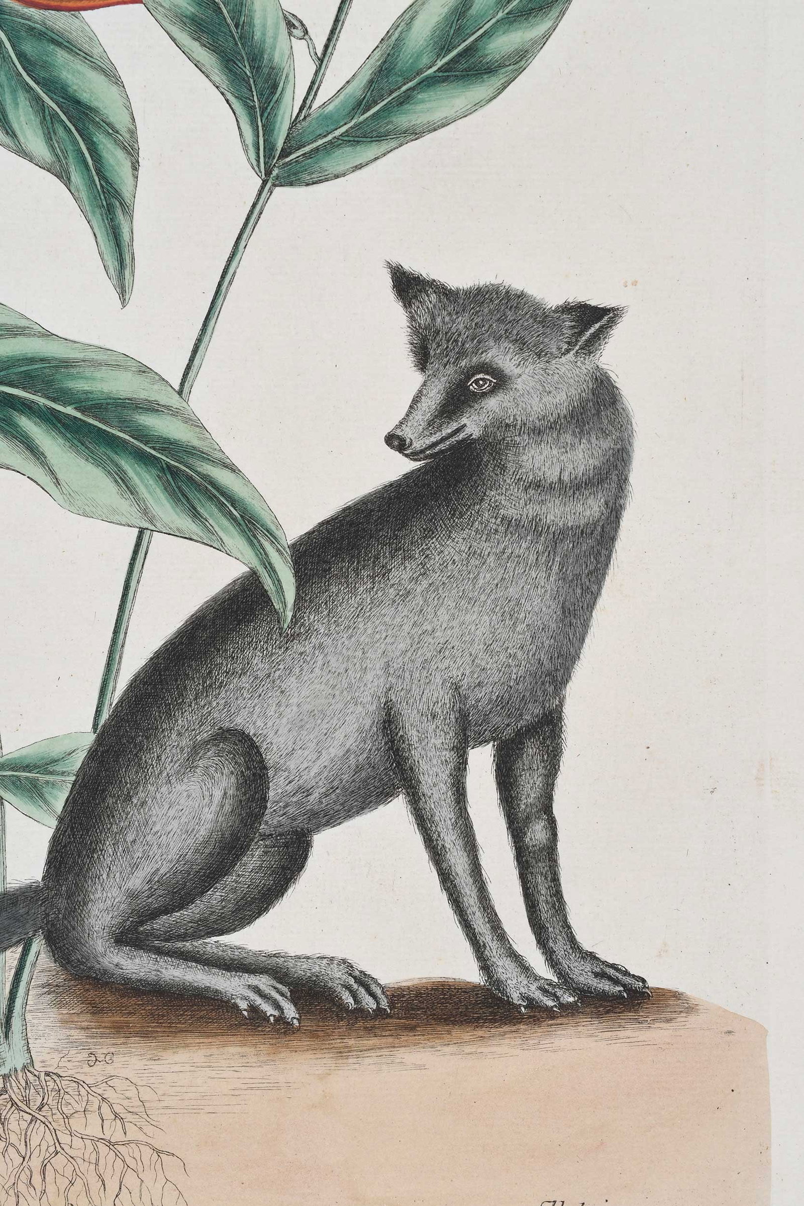 Mark Catesby, The Gray Fox - 3
