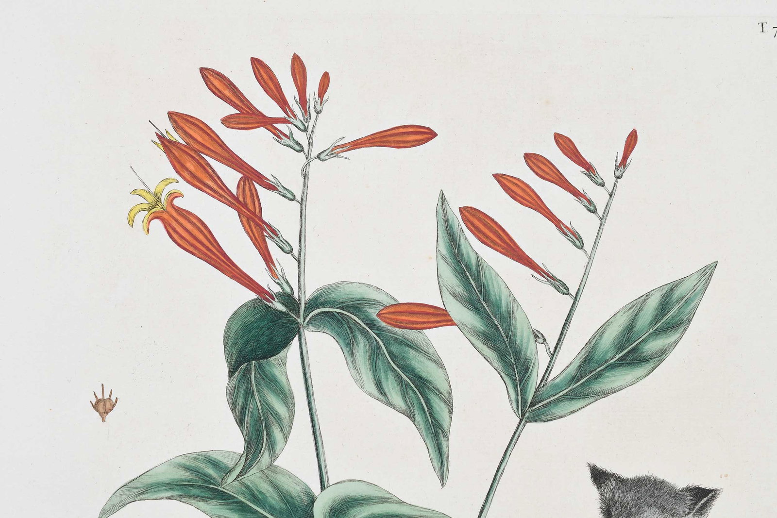 Mark Catesby, The Gray Fox - 4