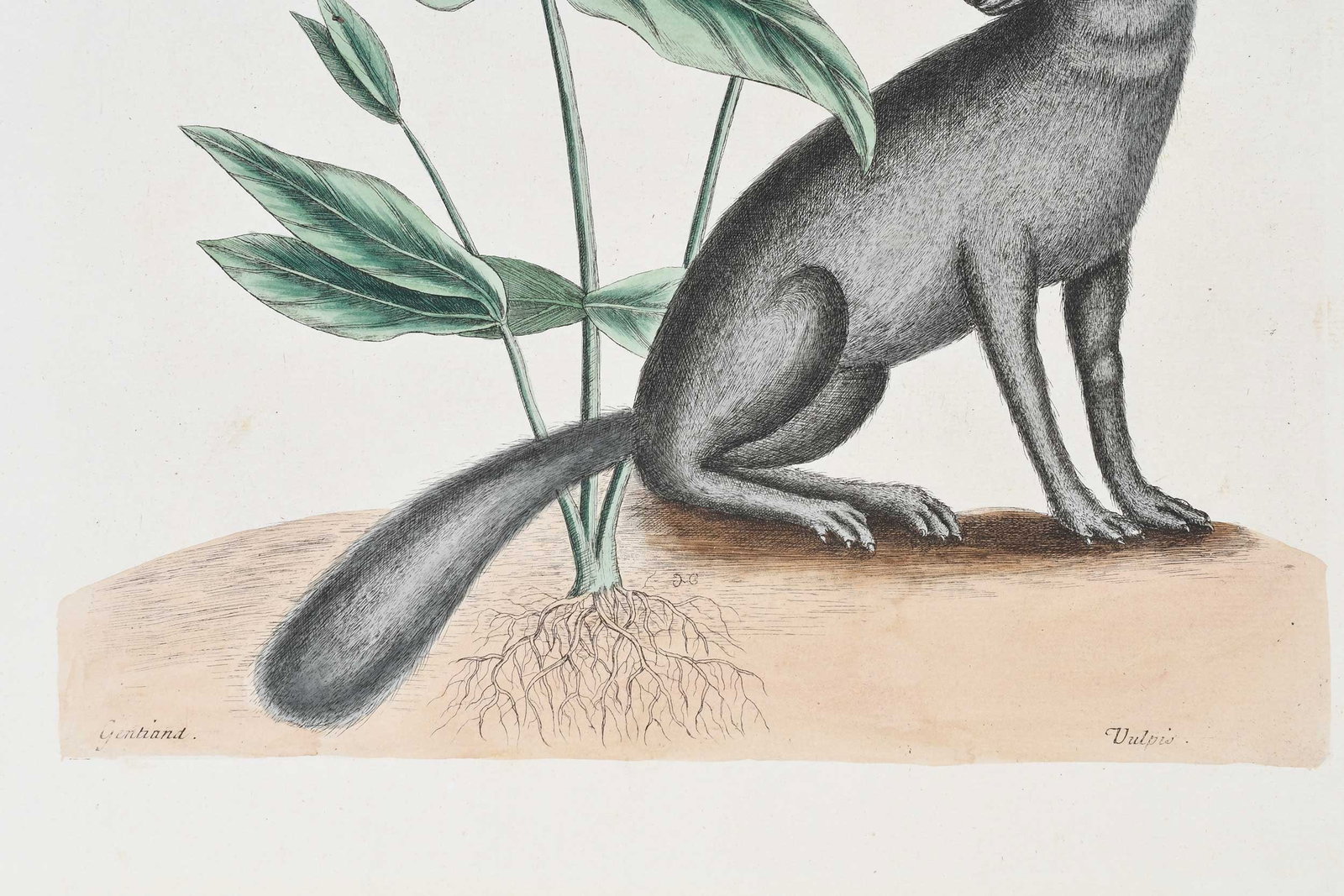 Mark Catesby, The Gray Fox - 5