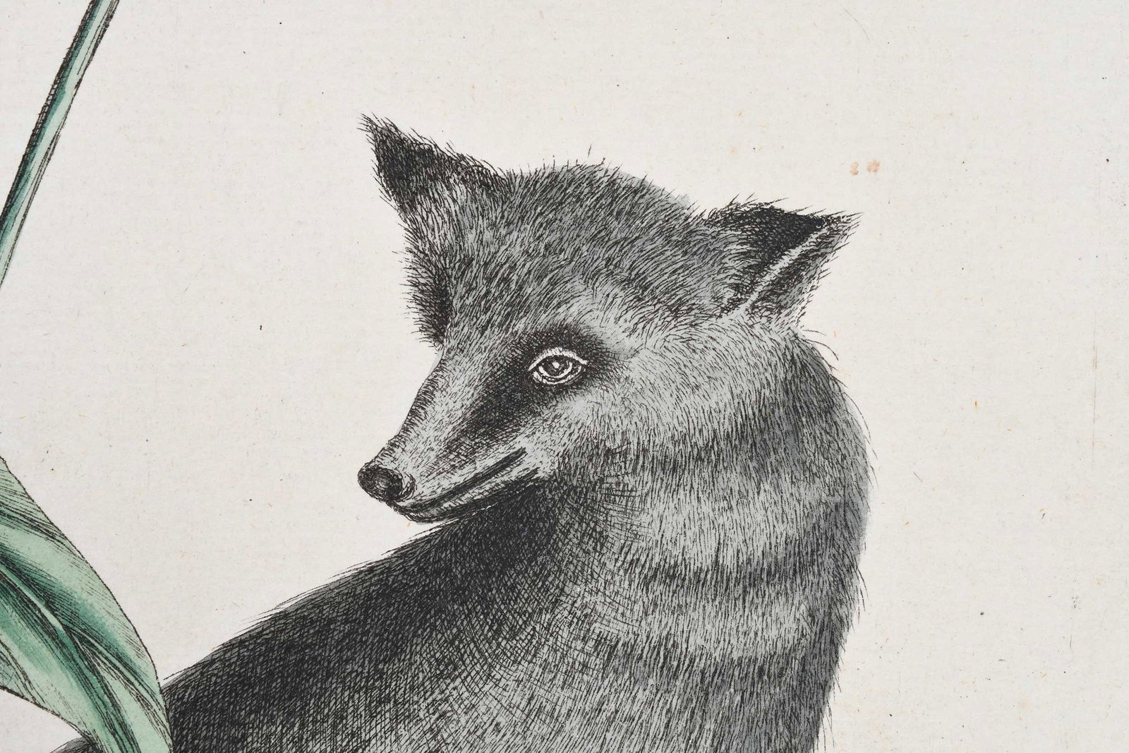Mark Catesby, The Gray Fox - 7