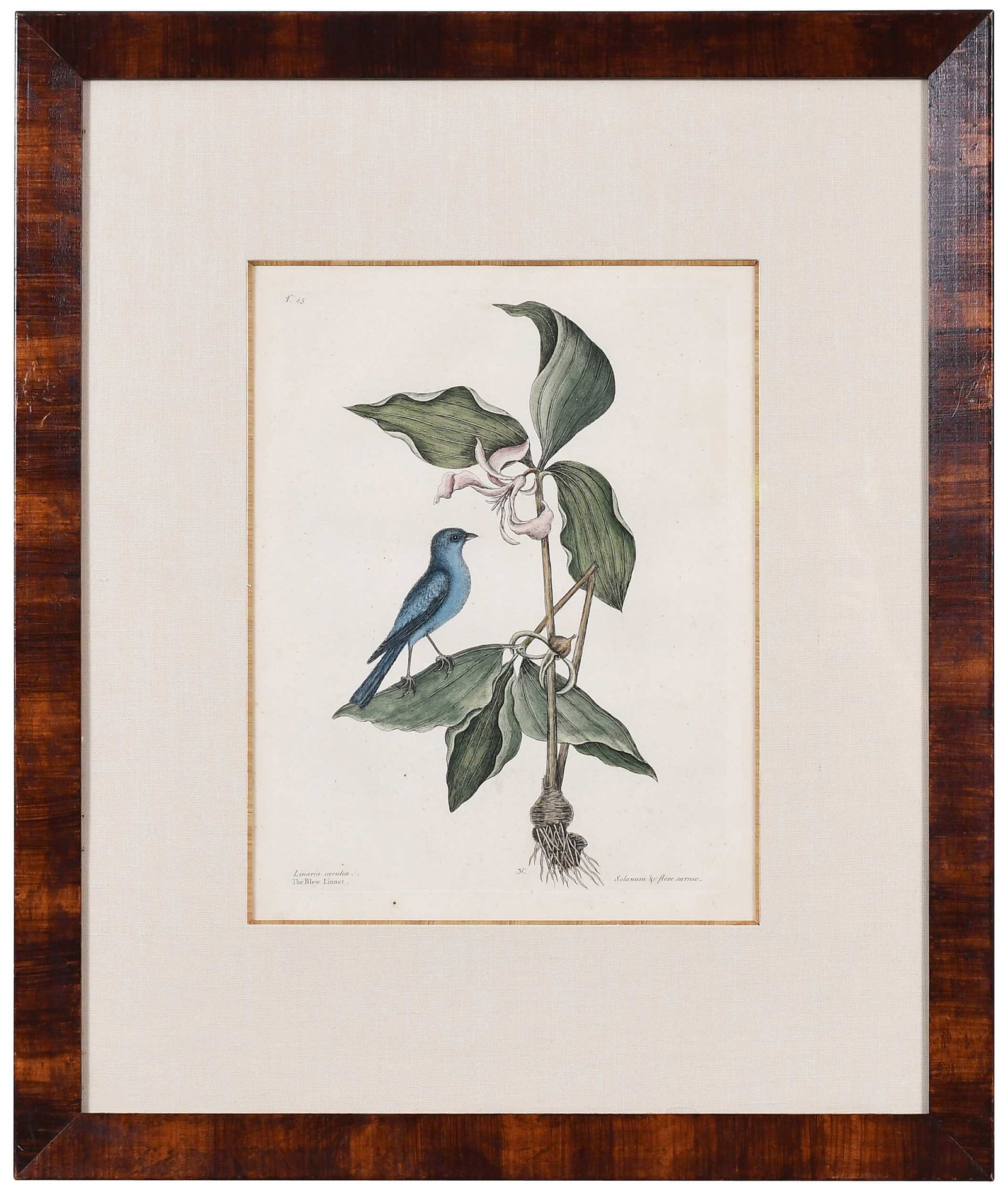 Mark Catesby, The Blew Linnet: (British, 1679-1749) T. 45 from The Natural History of Carolina, Florida, and the Bahama Islands, 1731-1743, monogrammed in plate bottom middle, hand colored engraving on laid paper with IV