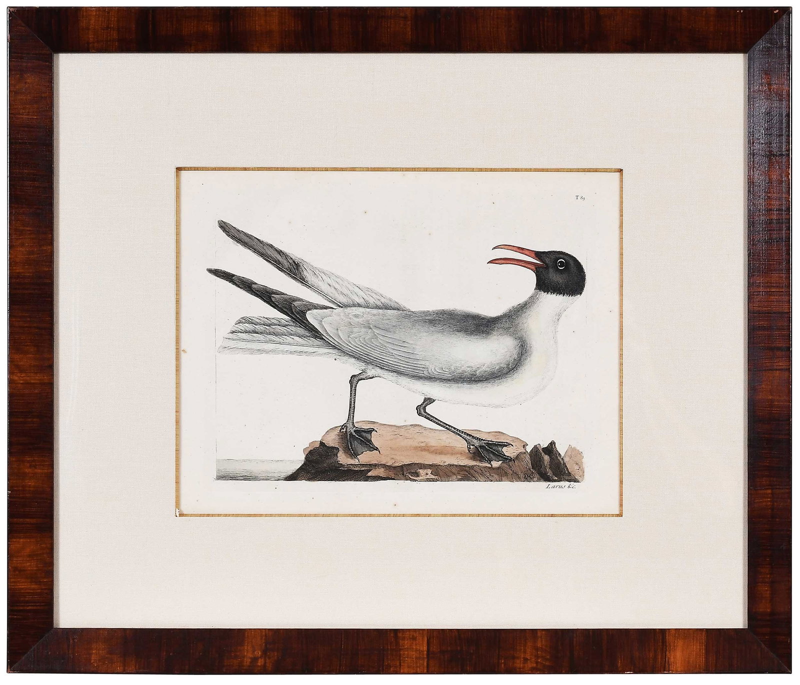 Mark Catesby, The Laughing Gull (1 of 10)