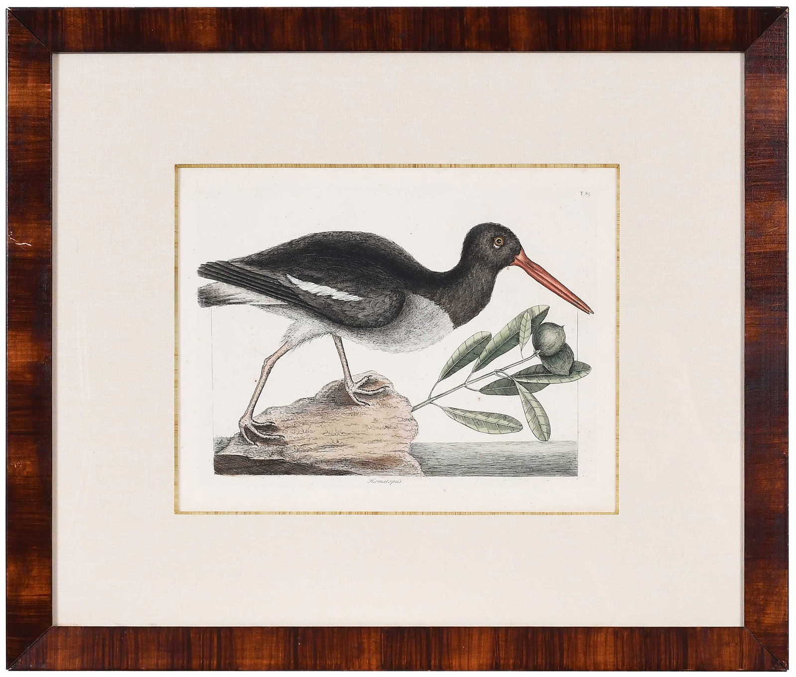 Mark Catesby, The Oyster Catcher (1 of 7)