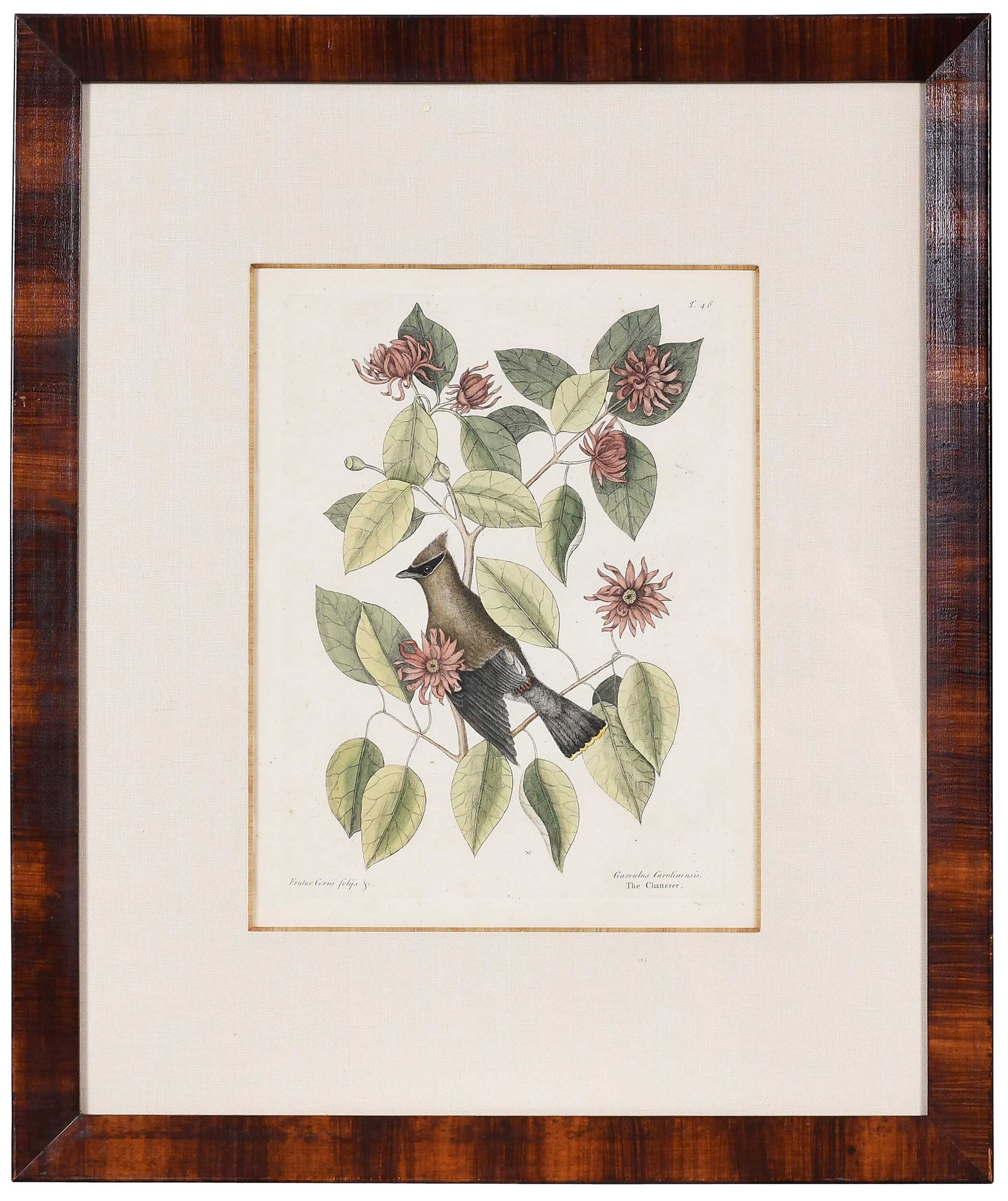 Mark Catesby, The Chatterer (1 of 11)