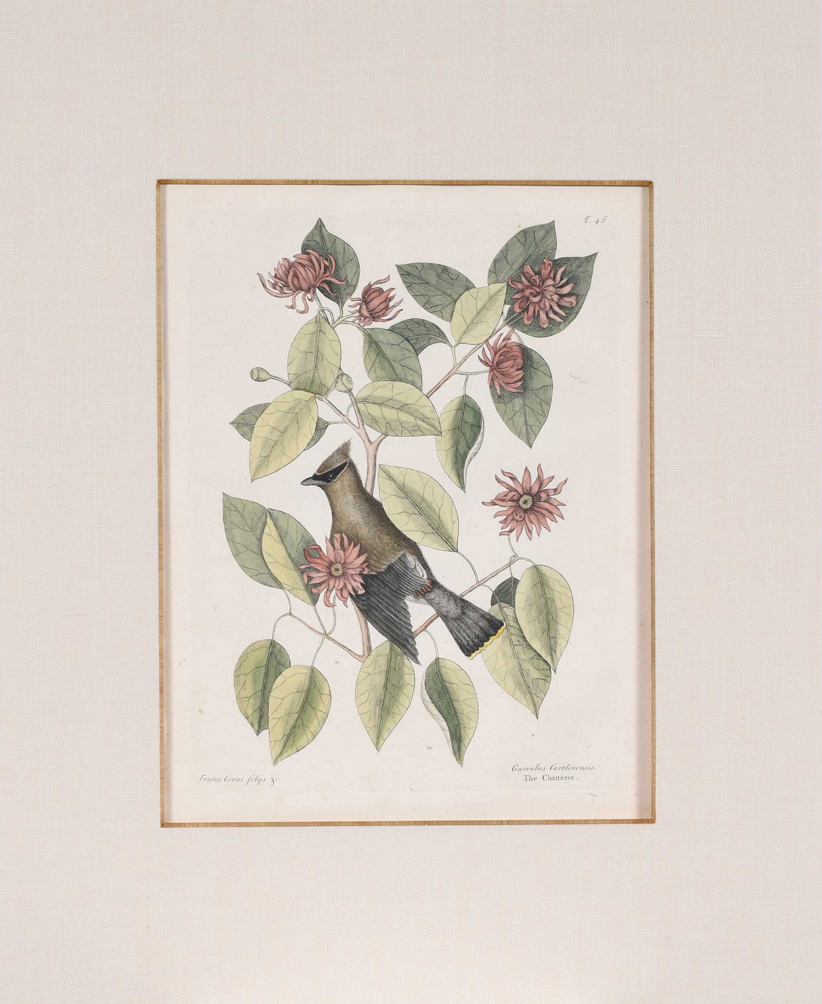 Mark Catesby, The Chatterer - 2