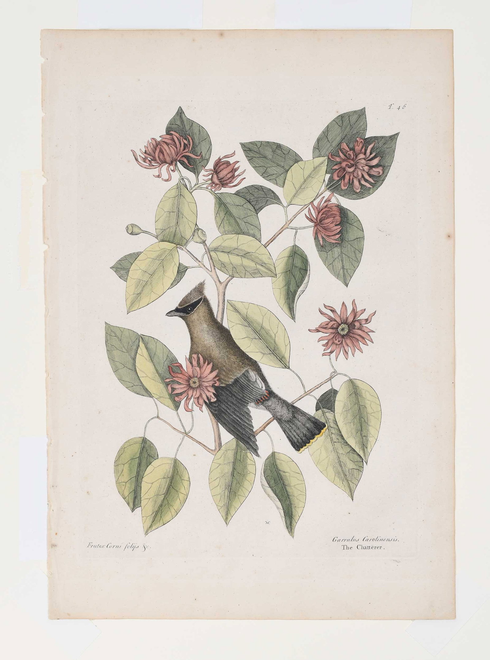 Mark Catesby, The Chatterer - 3