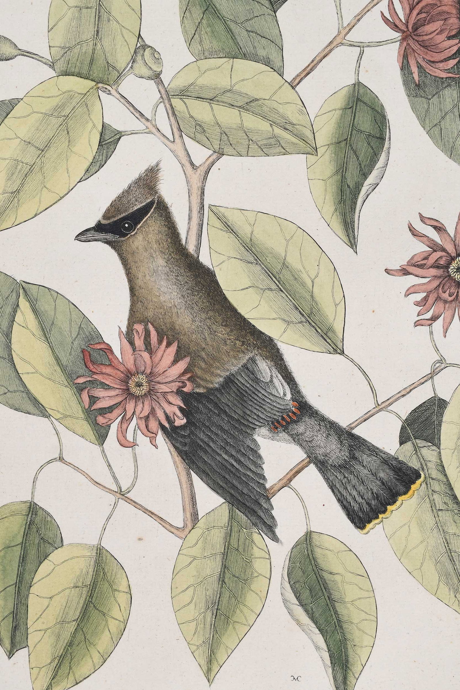 Mark Catesby, The Chatterer - 4