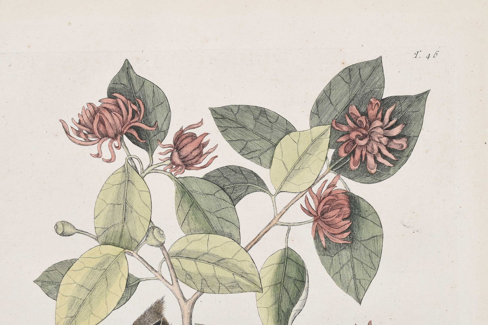 Mark Catesby, The Chatterer - 5