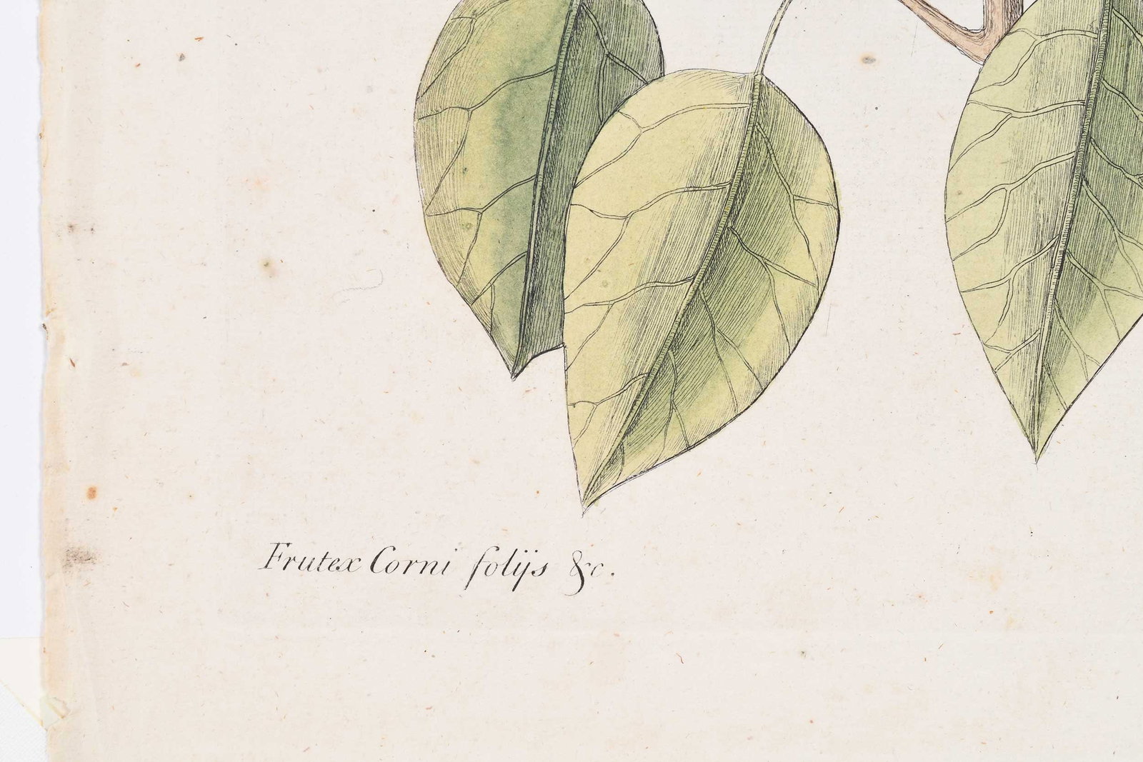 Mark Catesby, The Chatterer - 6