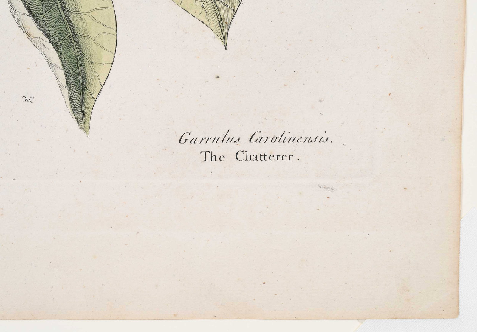 Mark Catesby, The Chatterer - 7