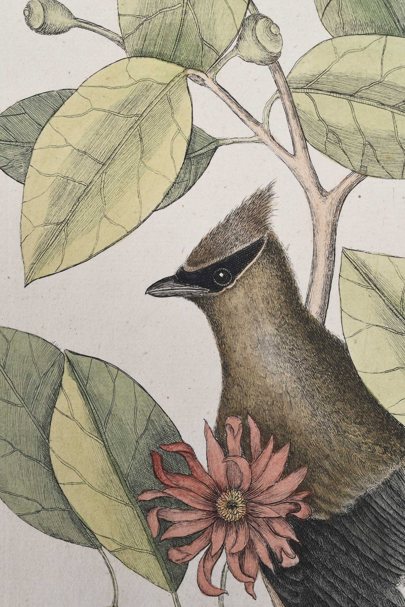 Mark Catesby, The Chatterer - 8