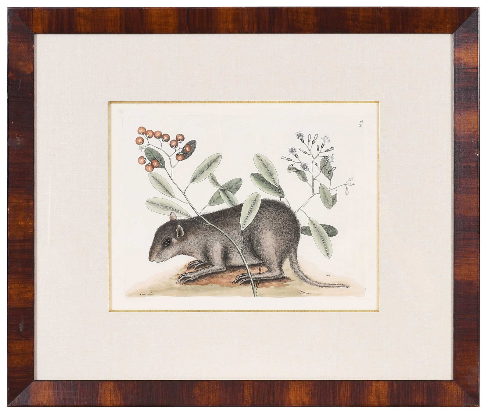 Mark Catesby, The Bahama Coney: (British, 1679-1749) T. 79, from The Natural History of Carolina, Florida and The Bahama Islands, Vol. 2, London, 1731-1743, signed with monogram in plate lower right, hand colored etching on laid