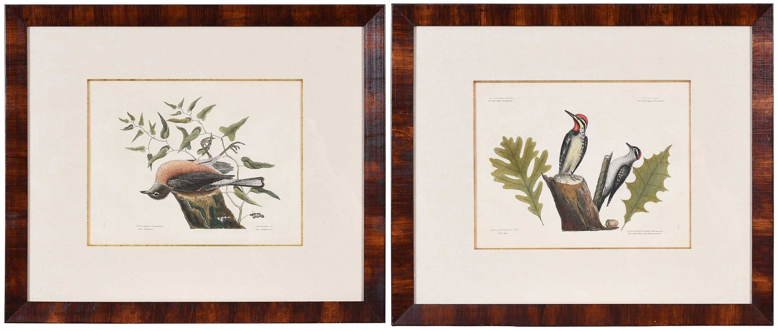 Mark Catesby, The Fieldfare of Carolina, The Yellow Belly'd Woodpecker (1 of 19)
