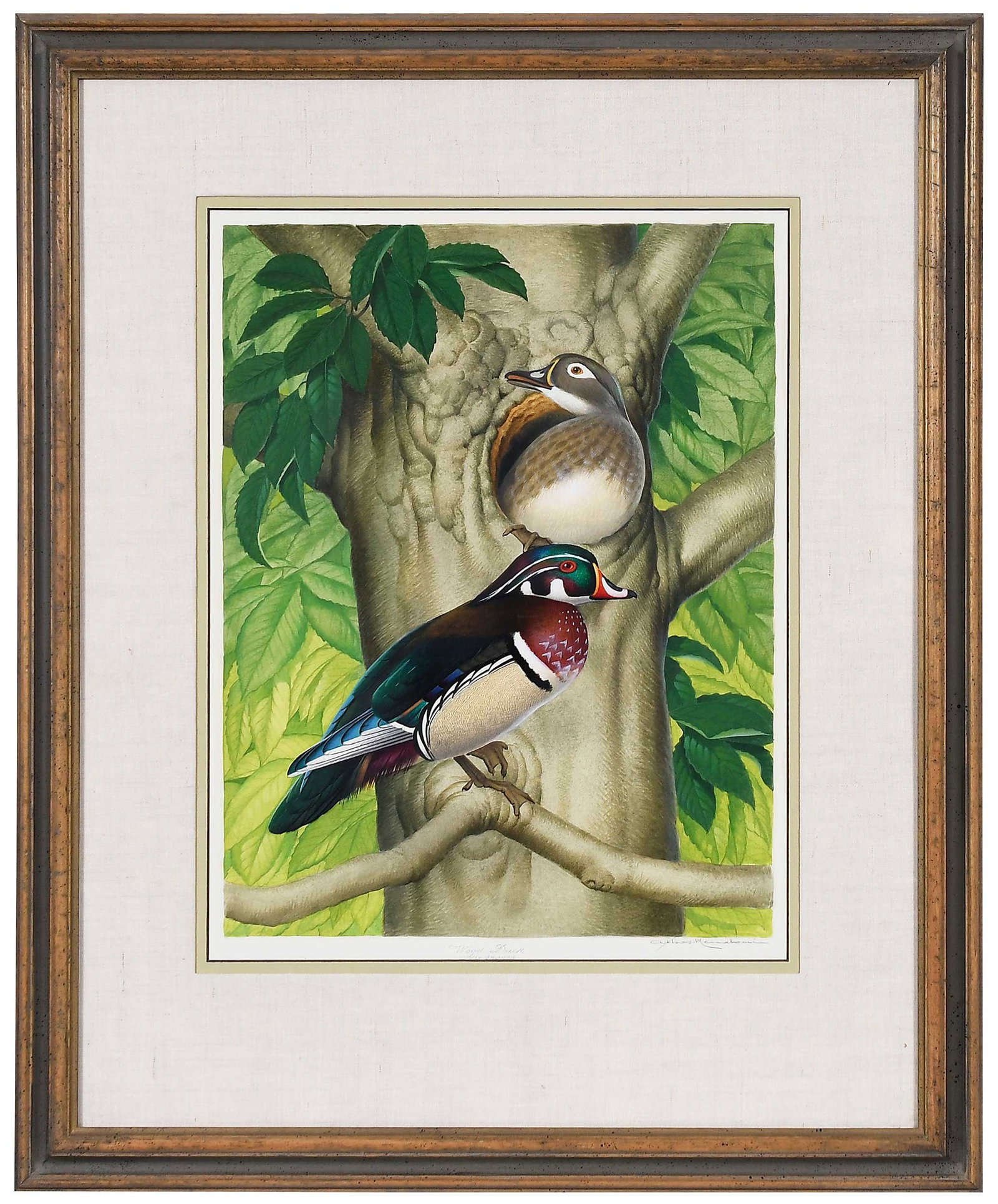 Athos Menaboni: (American/Georgia, 1895-1990) Wood Duck Pair, signed lower right "Athos Menaboni", inscribed at bottom "Wood Duck Aix sponsa", inscribed verso "...Hodgson Tap. #1309", watercolor on illustration