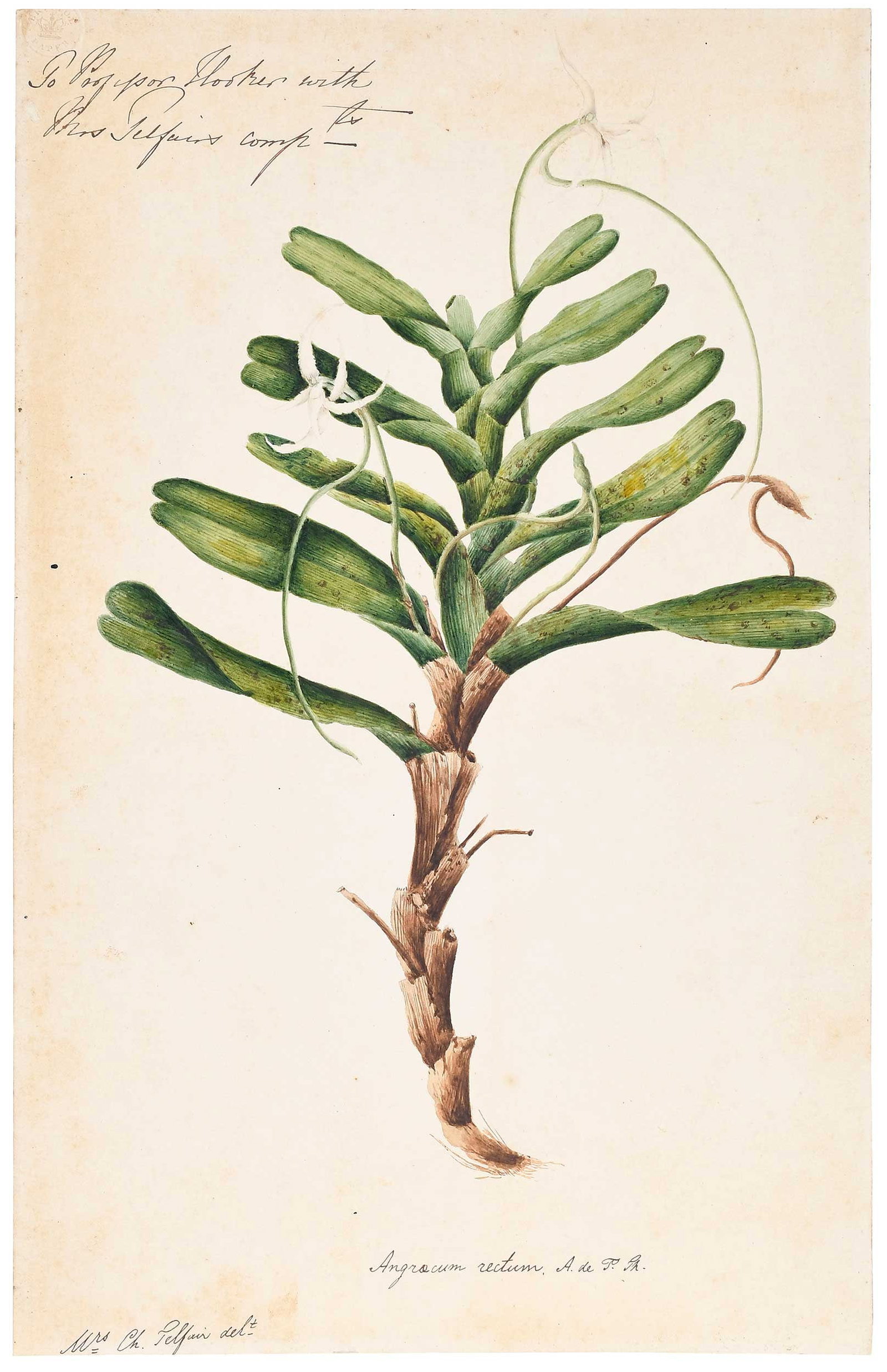 A Rare Original Botanical Watercolor by Annabella (Mrs. Charles) Telfair, Orchid: (nee Chamberlayne, British, 1787-1832) Angraecum rectum Thouars, inscribed with identification "Angraecum rectum A. de P. Th", signed lower left in ink "Mrs. Ch. Telfair delt", inscribed top left "To 