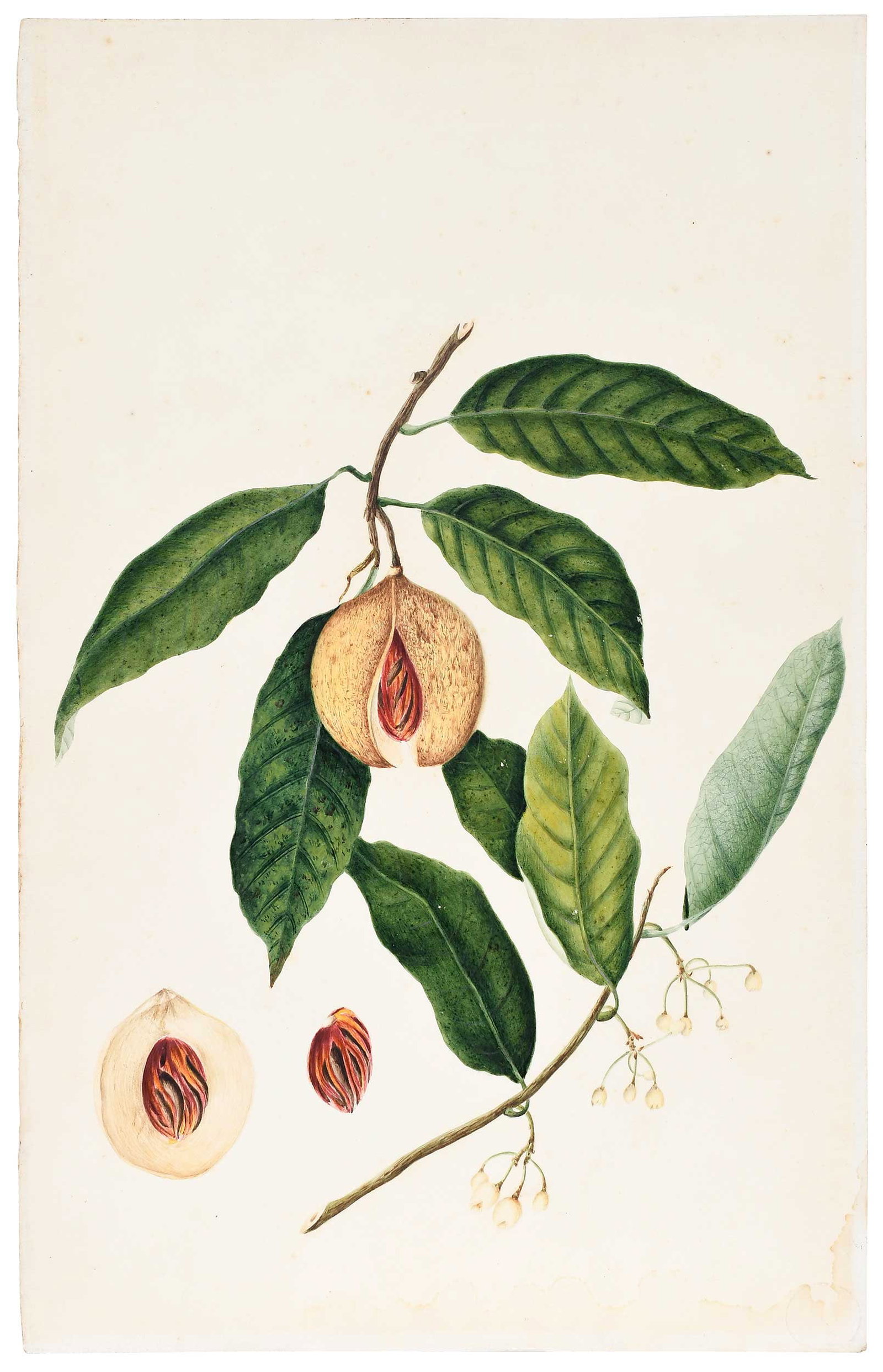 A Rare Original Botanical Watercolor by Annabella (Mrs. Charles) Telfair, Nutmeg: (nee Chamberlayne, British, 1787-1832) Myristica moschata (Nutmeg tree), 1830, inscribed to the artist's mother, and dated verso "The nutmeg I have grown at Mauritius...June 30/1830/For Mrs.[?]