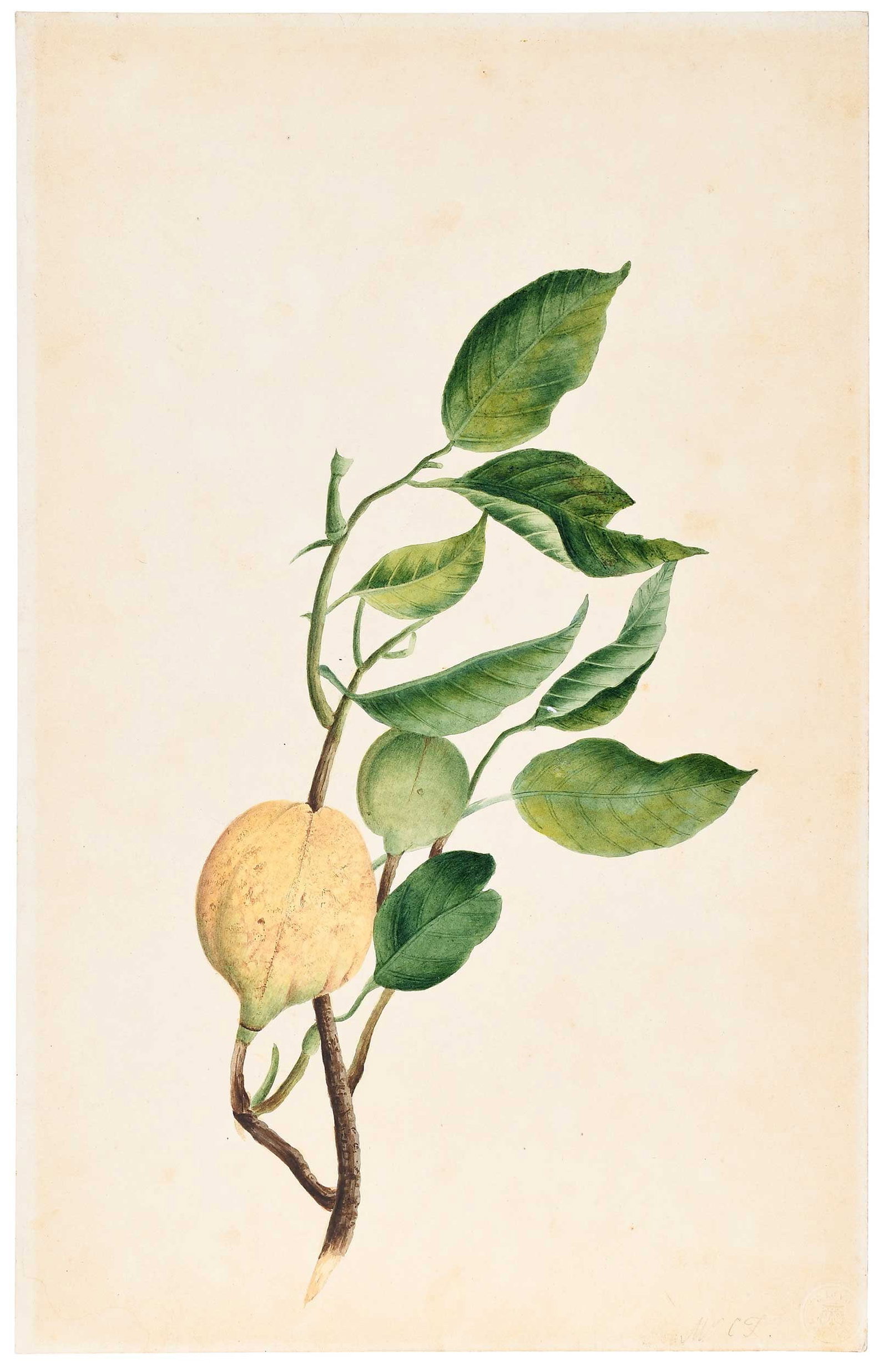 A Rare Original Botanical Watercolor by Annabella (Mrs. Charles) Telfair, Nutmeg: (nee Chamberlayne, British, 1787-1832) Myristica moschata (Nutmeg tree), circa 1830, inscribed upper left "Mrs. C. T", watercolor on "Turnbulls/Sure Fine/London Board with embossed stamp, 17-1/2 x 11