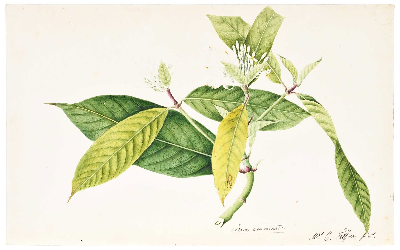 A Rare Original Botanical Watercolor by Annabella (Mrs. Charles) Telfair: (nee Chamberlayne, British, 1787-1832) Ixora acuminata, 1831, inscribed with identification and signed lower right in ink "Mrs. C. Telfair pinxt", signed and dated verso "AT January 8th, 1831", waterc