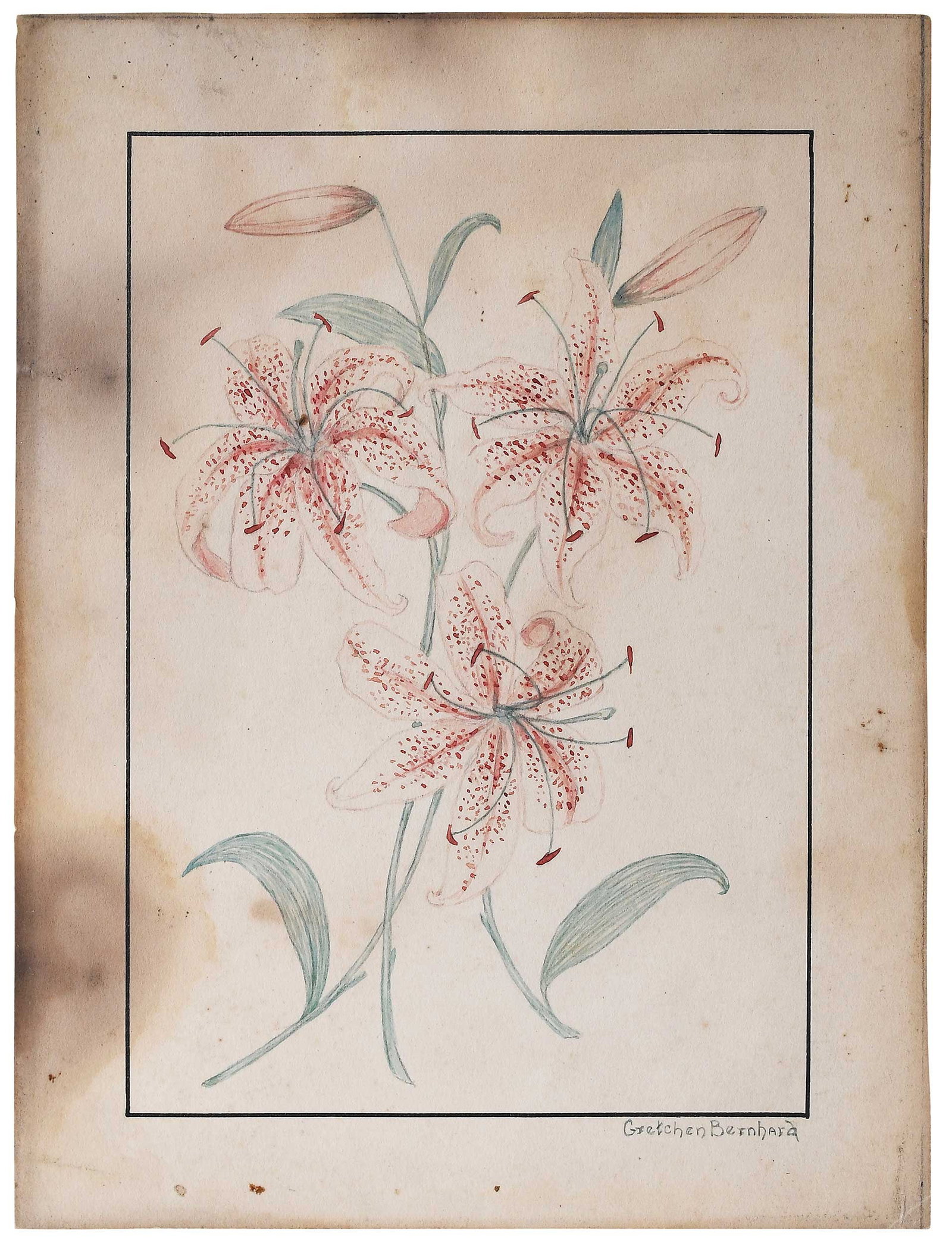 Small Sketch of Lilies signed Gretchen Bernhard: (American, 20th century) Lillies, signed lower right "Gretchen Bernhard", watercolor on paper, image size 6-3/4 x 4-1/2 in.; unframed Provenance: Collection of Dr. James Harkrader, Richmond, Virginia
