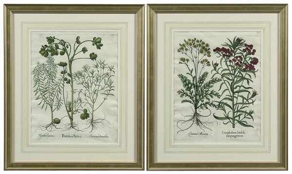 Two prints by Basilius Besler (1 of 3)