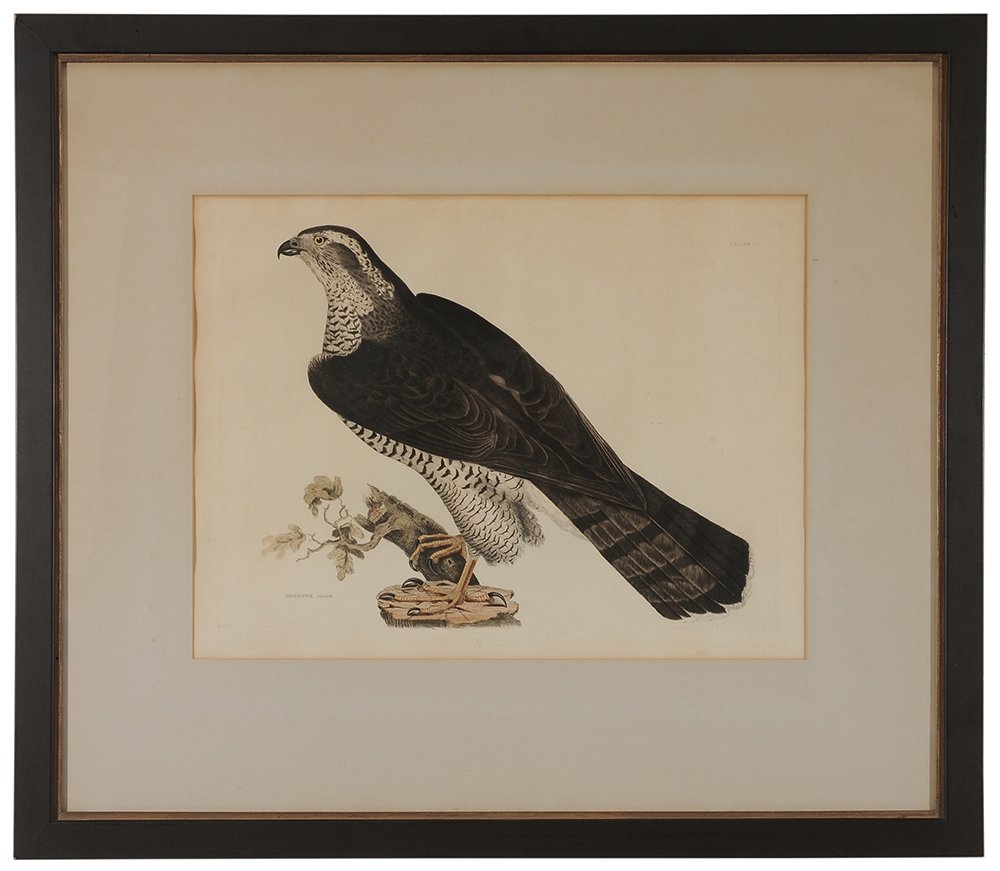 Prideaux John Selby: (British, 1788-1867) Goshawk, Adult, from [Illustrations of British Ornithology,] 1821, signed on stump in plate "P.J. Selby", hand-colored engraving on paper, 15-7/8 x 21-1/2 in; painted wood frame, 