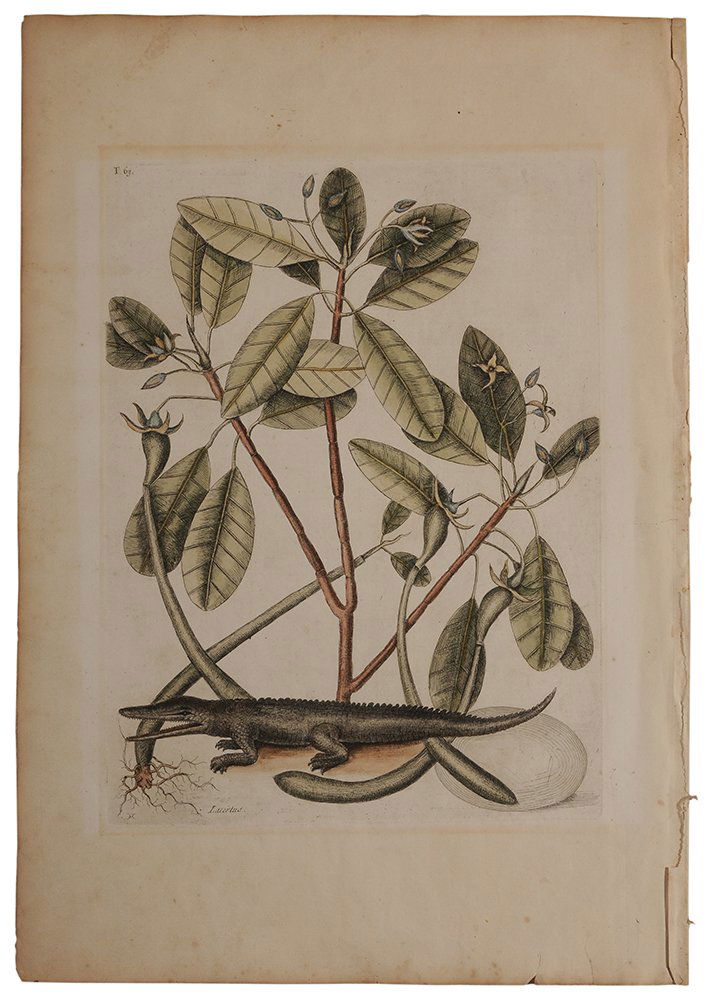 Mark Catesby: (British, 1679-1749) Alligator T.63, with "IV" watermark, from the Natural History of Carolina, Florida, and the Bahama Islands, 1754 editions, conjoined monogram "MC", handcolored eng