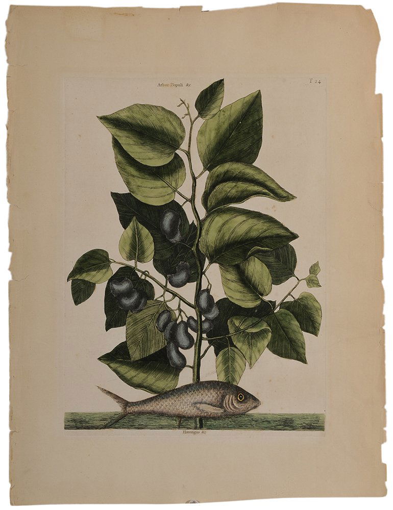 Mark Catesby: (British, 1679-1749) Lady Fish T.24, from the Natural History of Carolina, Florida, and the Bahama Islands, 18th century edition, hand-colored engraving on laid paper with Strasbourg lily watermark, 1