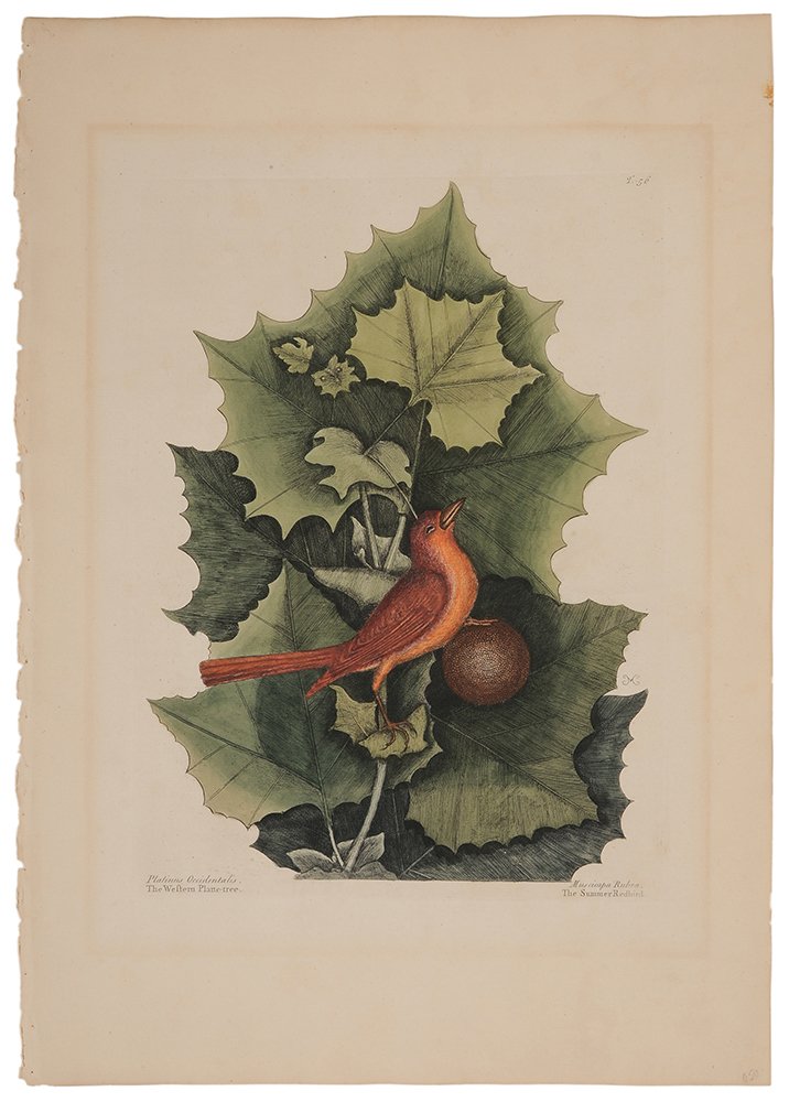 Mark Catesby: (British, 1679-1749) The Summer Redbird, T.56, from the Natural History of Carolina, Florida, and the Bahama Islands, 3rd edition, conjoined monogram "MC", handcolored engraving on laid paper with "J