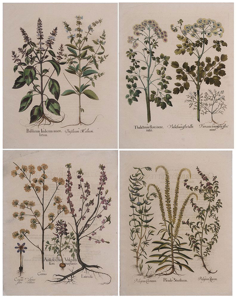 Basilius Besler (1 of 10)