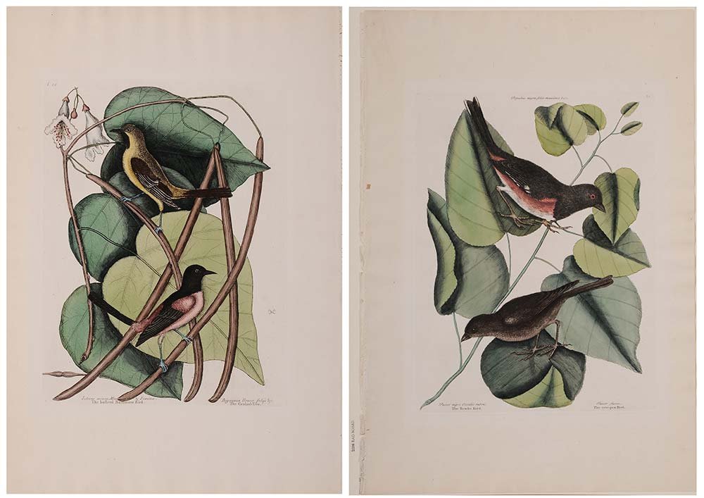 Mark Catesby: (British, 1679-1749) [The basterd Baltimore Bird], T.49, signed with conjoined monogram "MC"; and [The To-whe Bird/ The cow-pen Bird], T.34, from [The Natural History of Carolina, Florida and The Baha