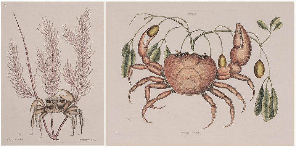 Mark Catesby: (British, 1679-1749) Purple Land Crab, T.32, and Atlantic Ghost Crab, T.35, two works from [The Natural History of Carolina, Florida and The Bahama Islands], 1734, volume 2, first edition, signed in p