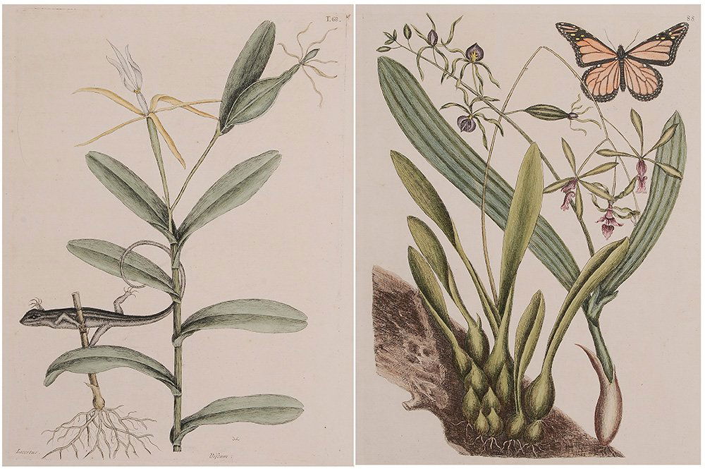 Mark Catesby: (British, 1679-1749) The Six-lined Racerunner, T.68, Monarch Butterfly, T.88 two works from [The Natural History of Carolina, Florida and The Bahama Islands], 1738-1843, volume 2, first edition, signe