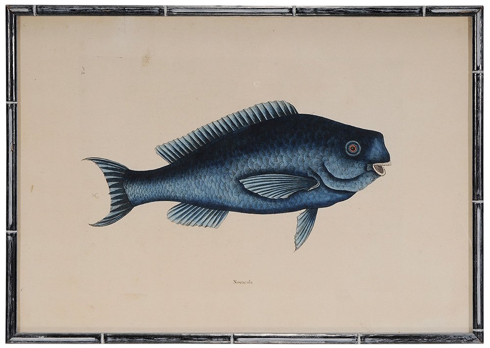 Mark Catesby: (British, 1679-1749) [Novacula], T.18, from The Natural History of Carolina, Florida and The Bahama Islands, 18th century edition, signed in plate lower left conjoined monogram "MC", handcolored engra