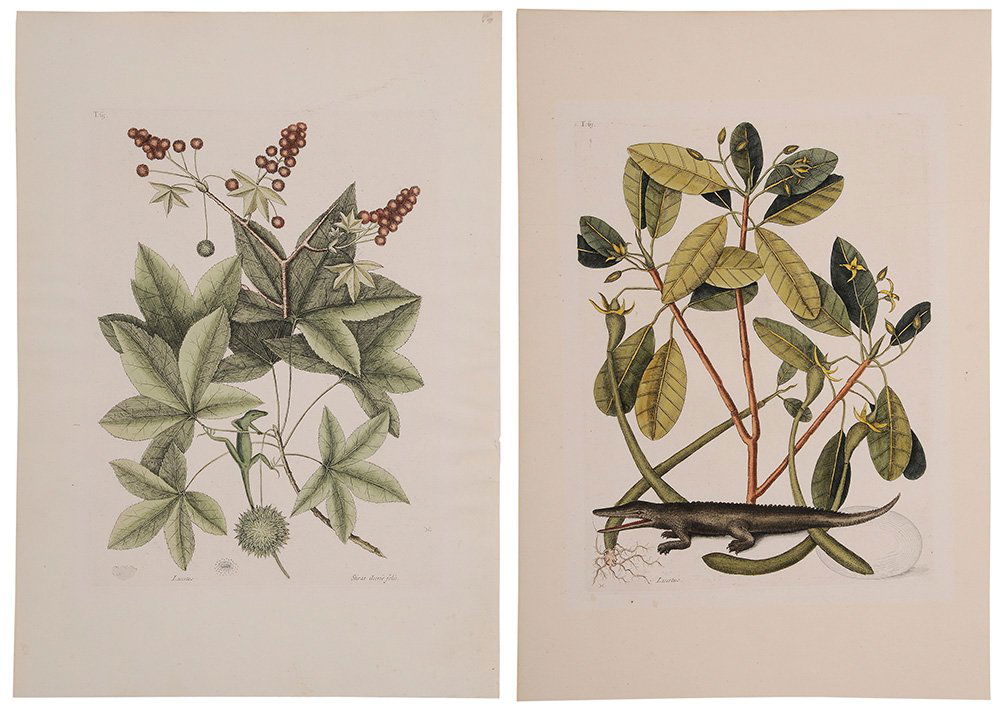 Mark Catesby: (British, 1679-1749) Green Anole, T.65, Alligator, T. 63, from [The Natural History of Carolina, Florida and The Bahama Islands], 1738, volume 2, first edition and, signed in plate with monogram, hand